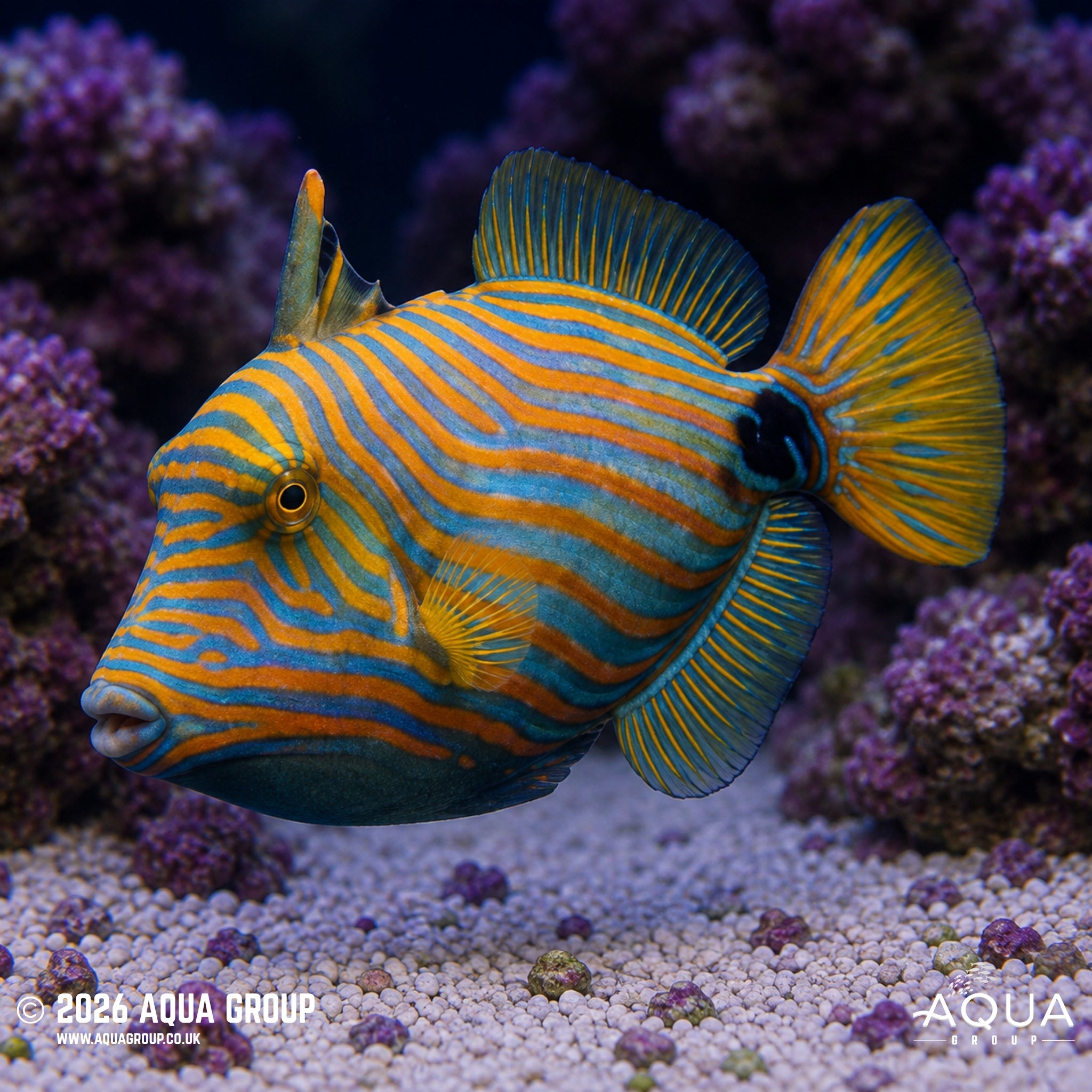 Undulated Triggerfish - Balistapus undulatus