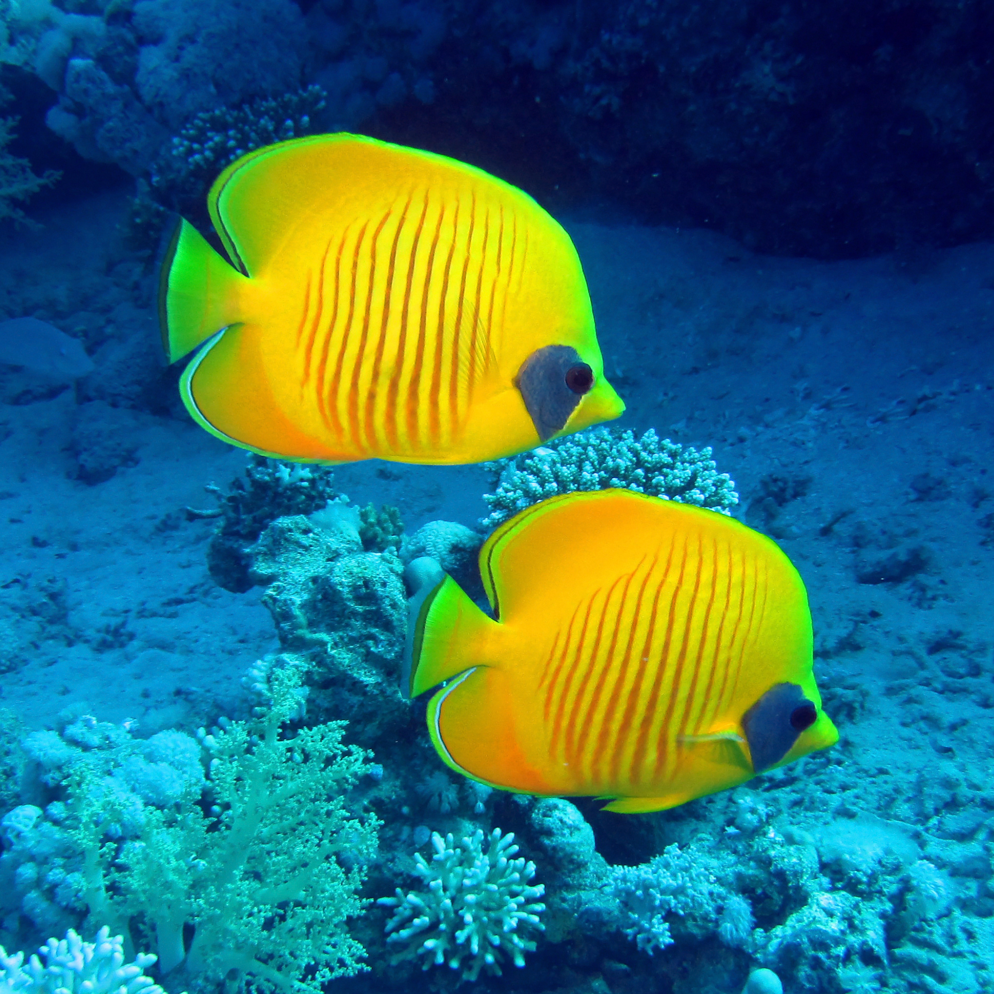 Addis Butterflyfish - Aqua Group