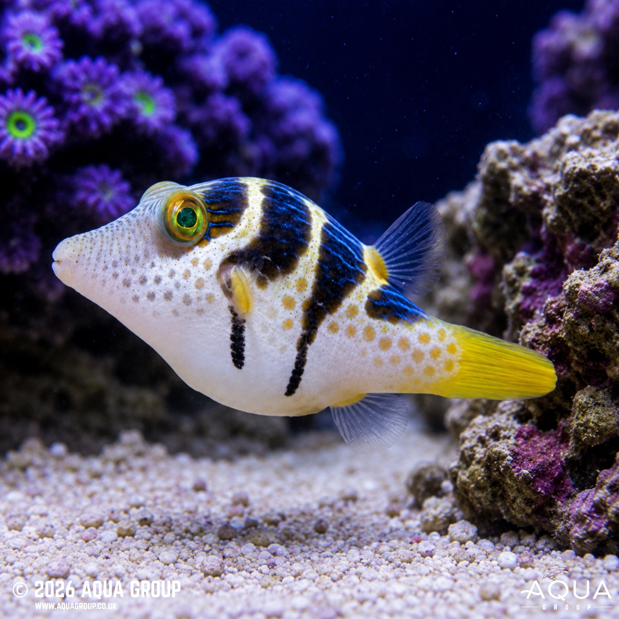 Valentini Puffer - Canthigaster valentini - Aqua Group