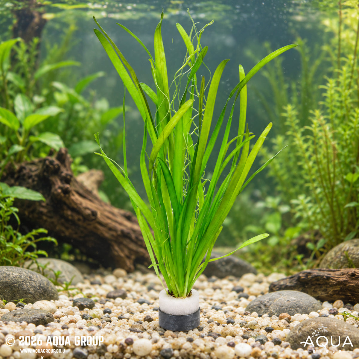 Vallisneria gigantea – Giant Vallisneria
