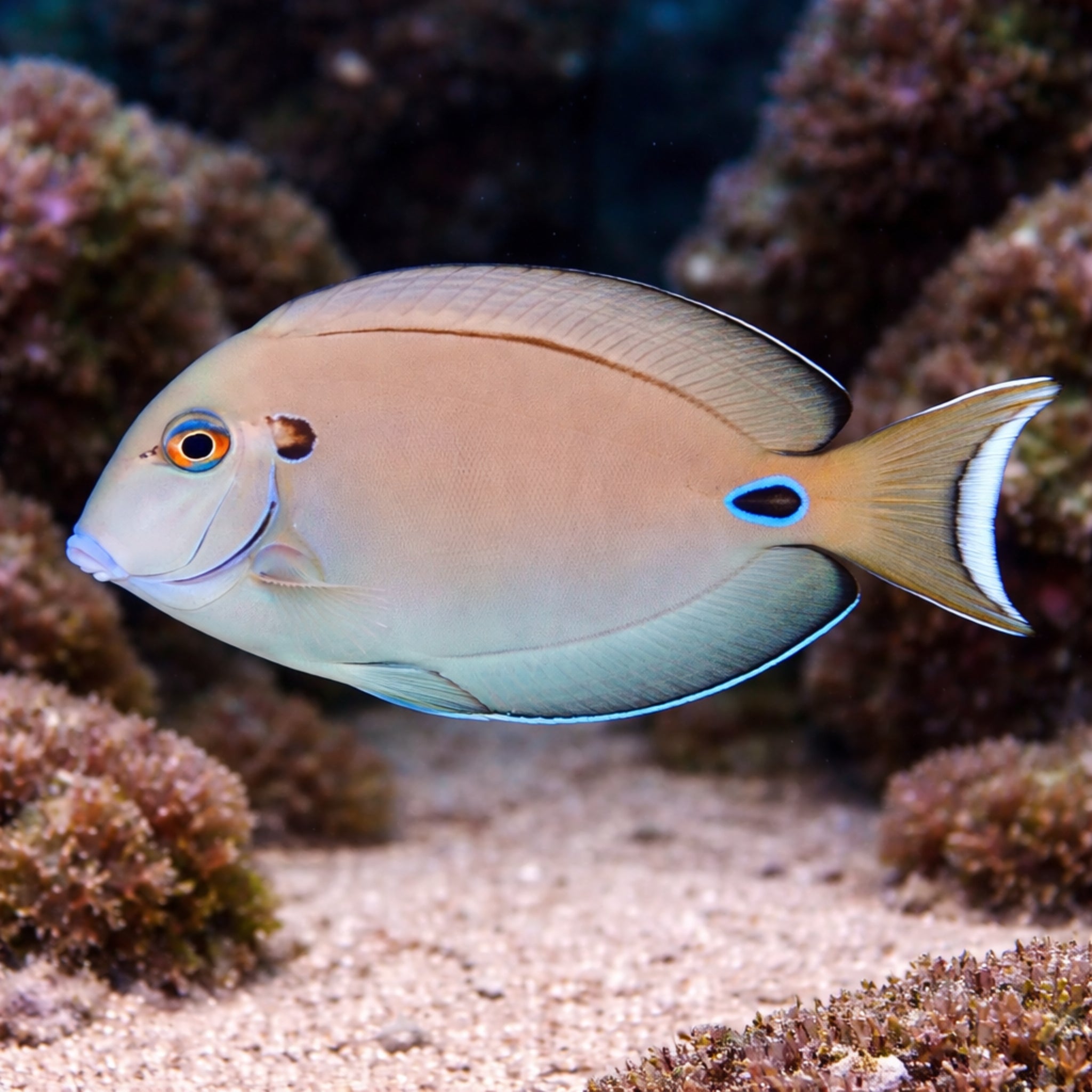 Vampire Tang - Acanthurus tennentii - Aqua Group