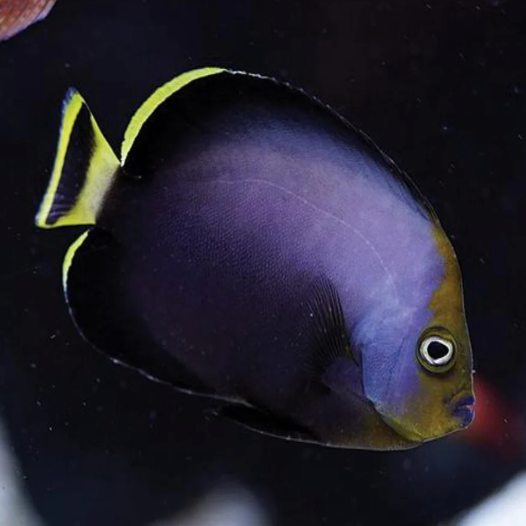 Velvet Angel - Aqua Group