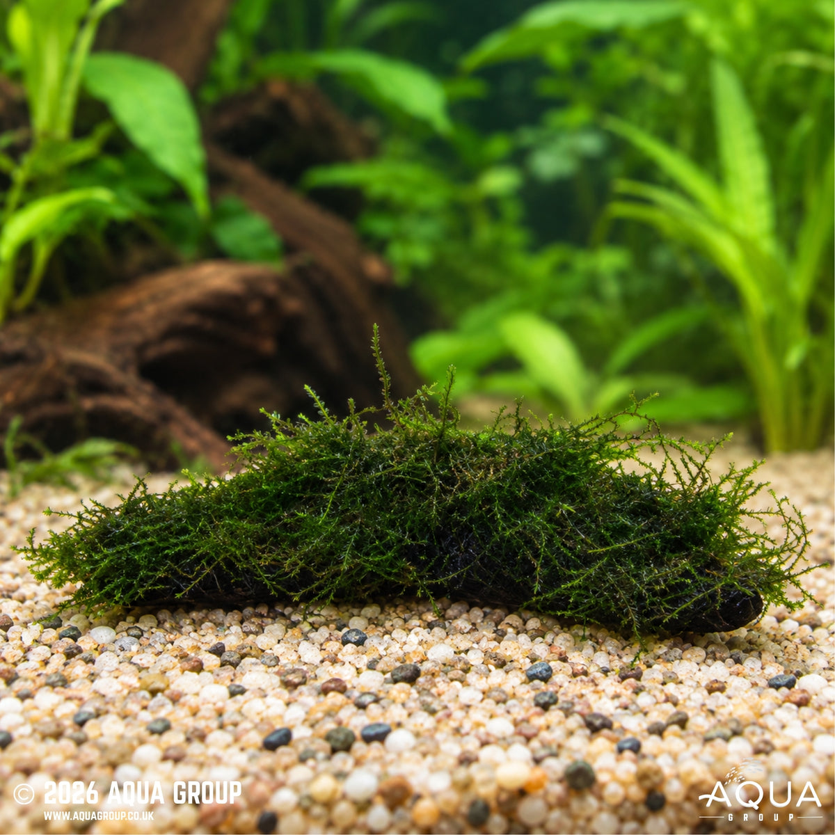 Vesicularia dubyana on Small Wood