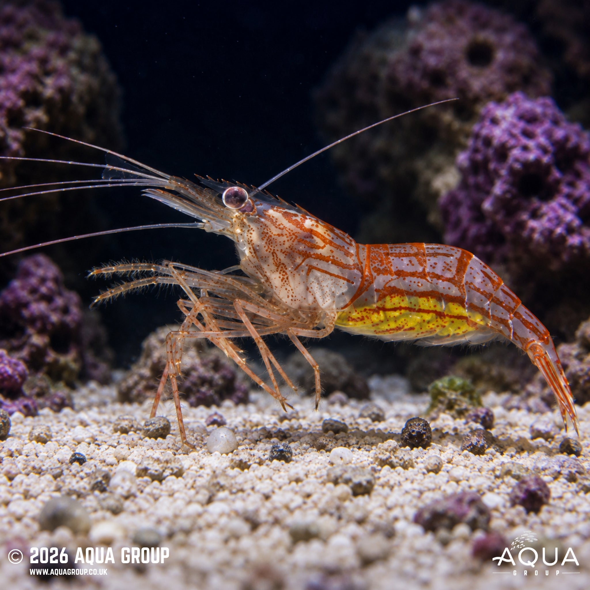 Vittata Shrimp - Lysmata vittata