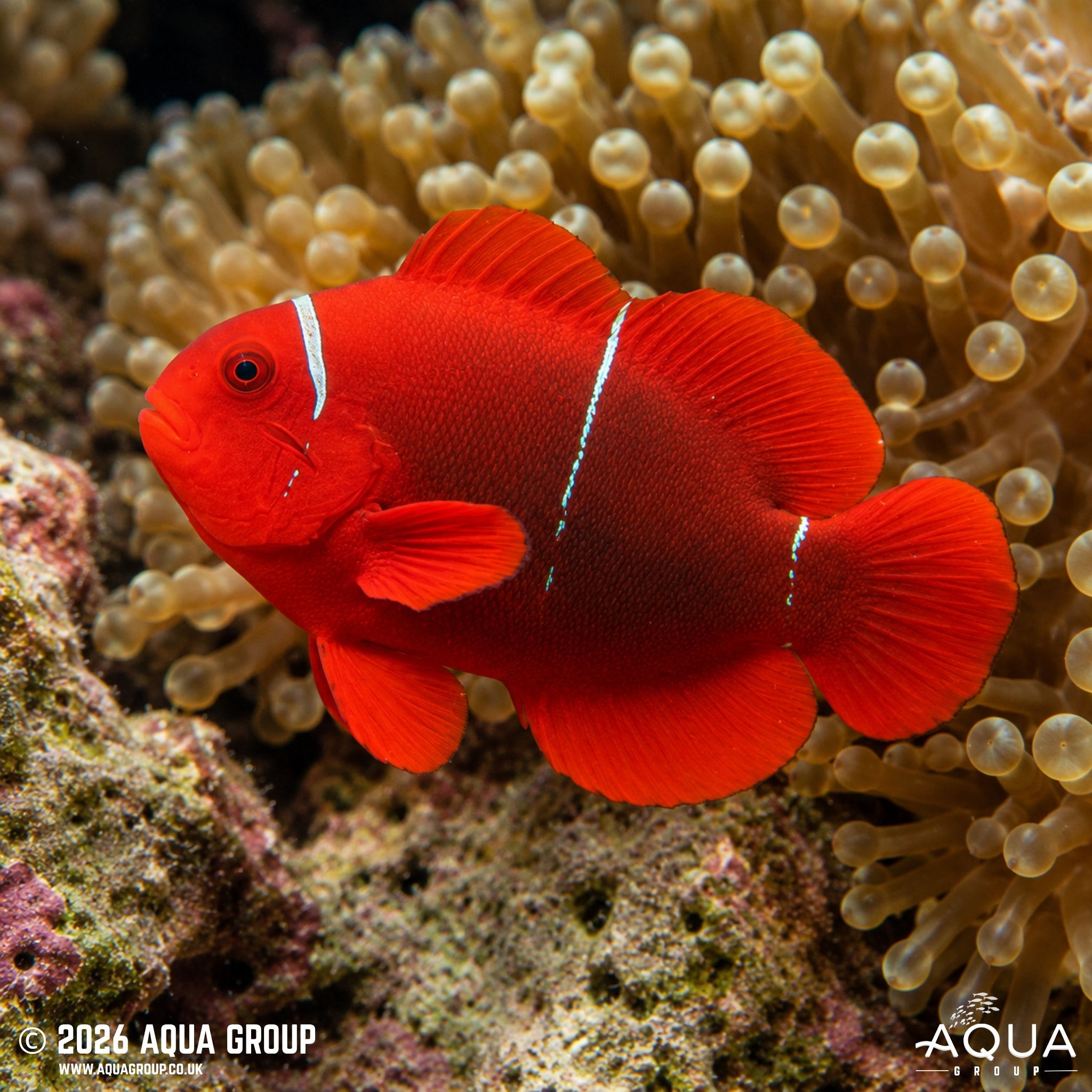 WC Australian Maroon Clownfish - Premnas biaculeatus