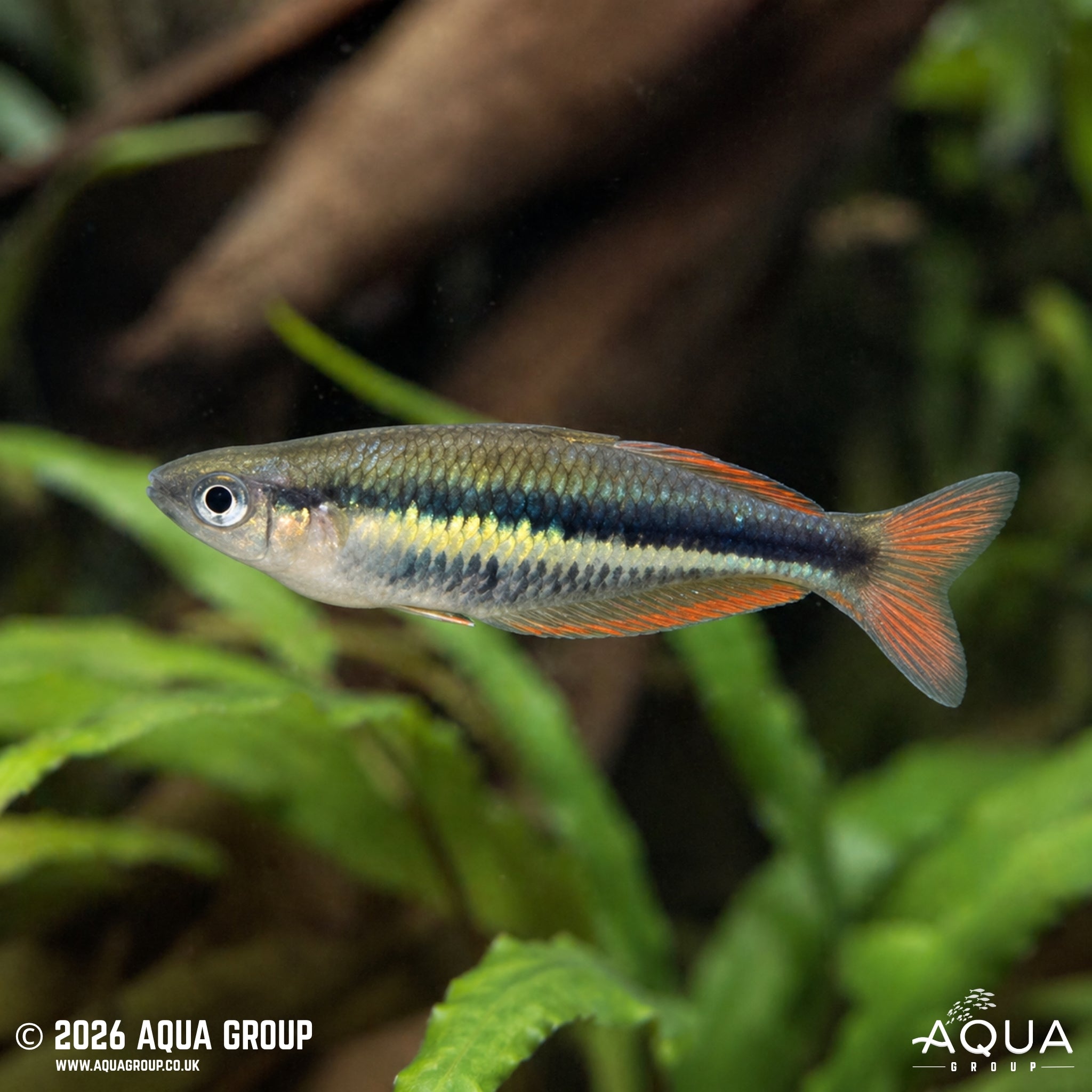 Wapoga Rainbowfish - Chilaterina alleni "Wapoga"