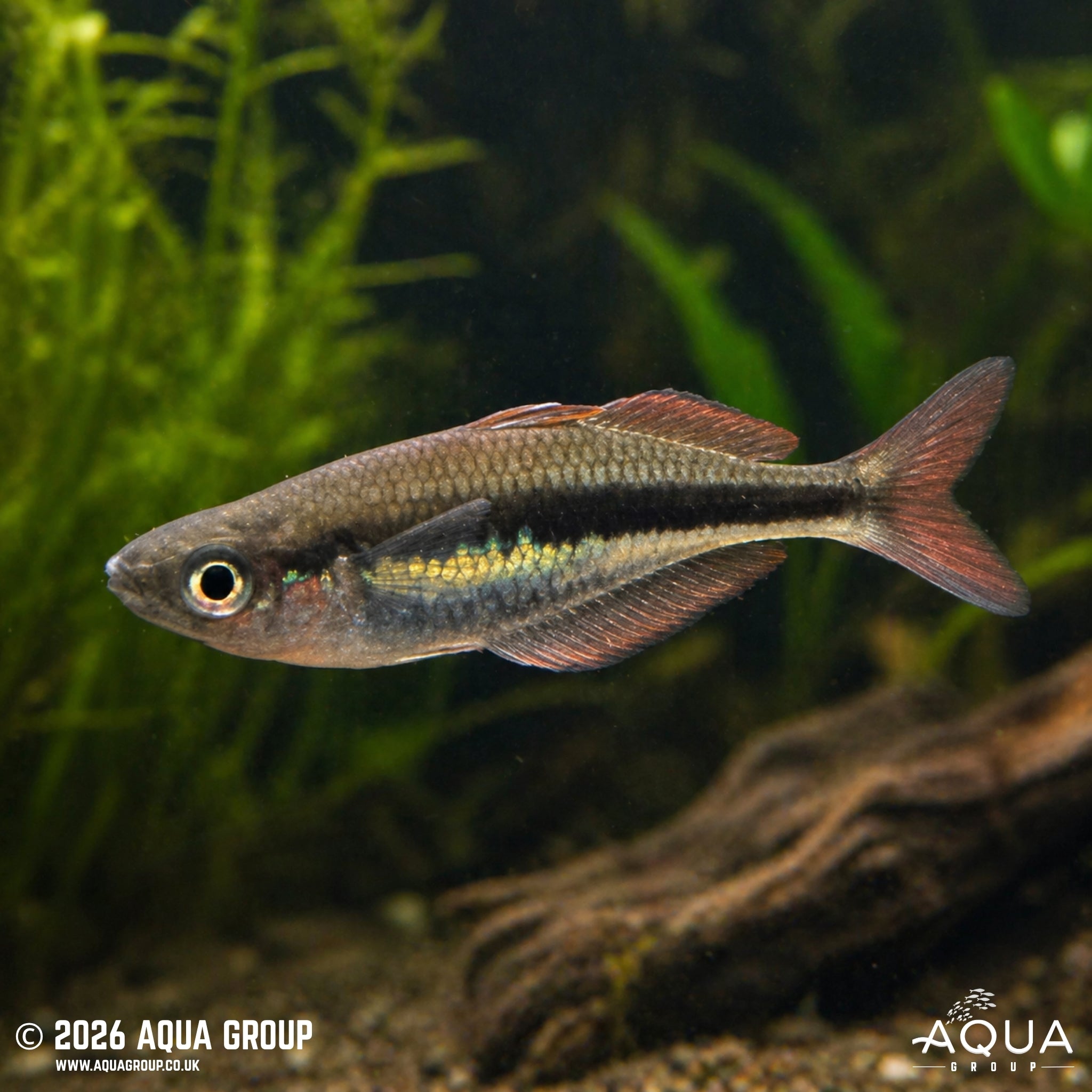 Wapoga Red Rainbowfish - Chilatherina Alleni