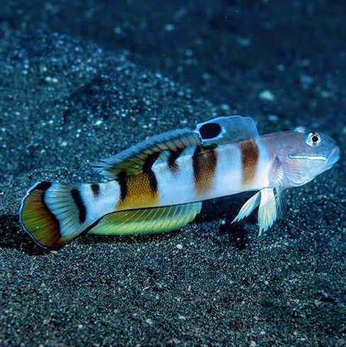 Wardii Tiger Goby