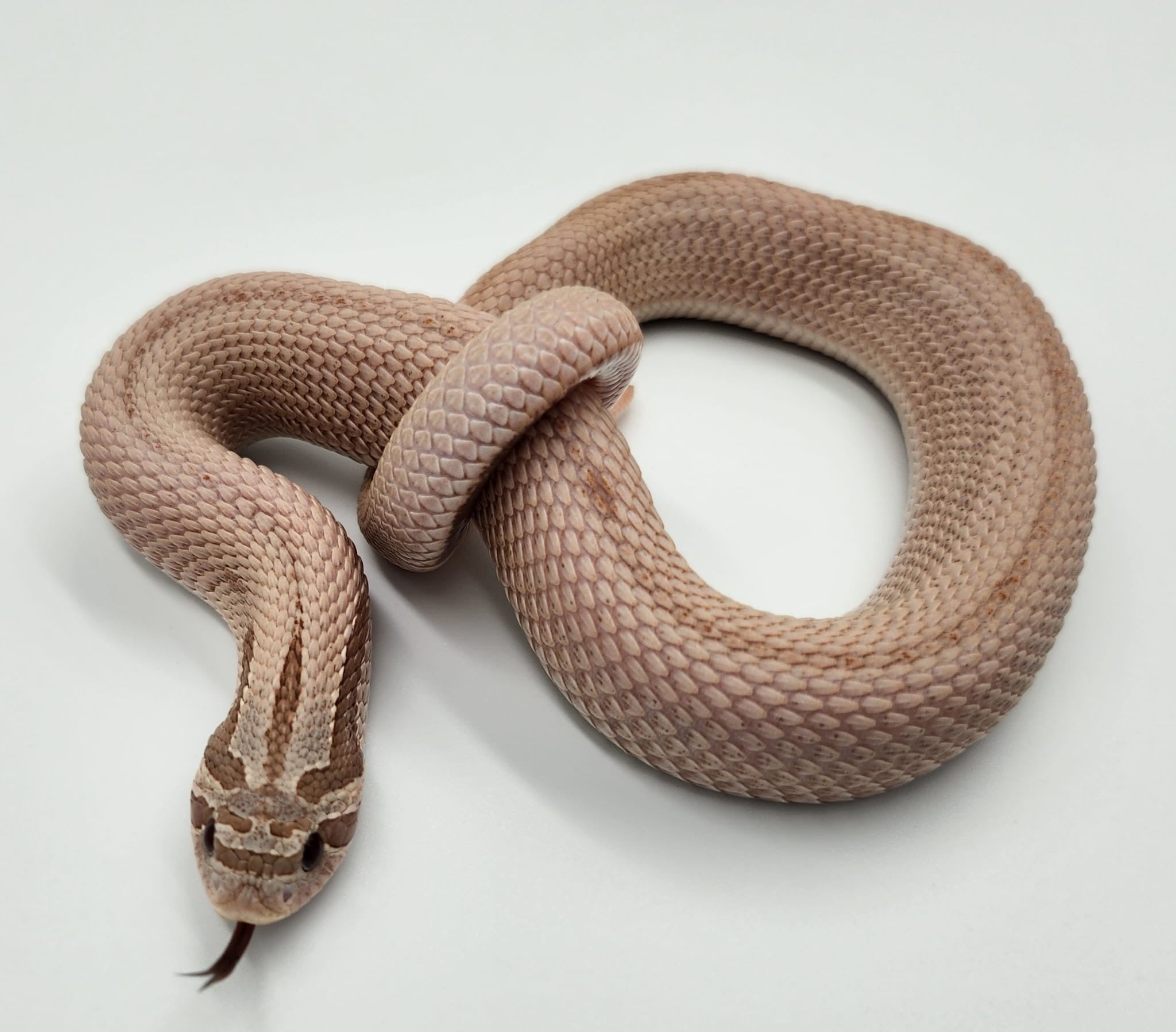 Lavender Superconda 66% het Permafrost Western Hognose