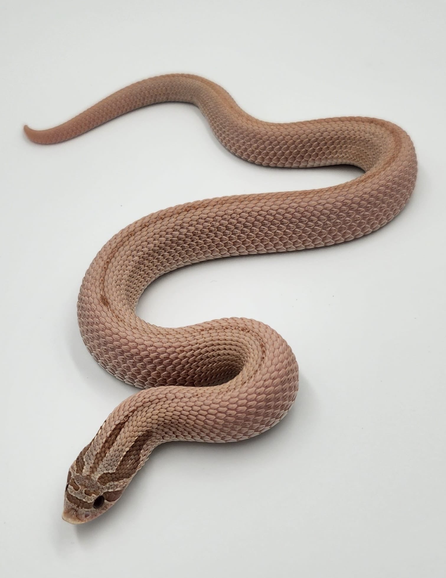 Lavender Superconda 66% het Permafrost Western Hognose