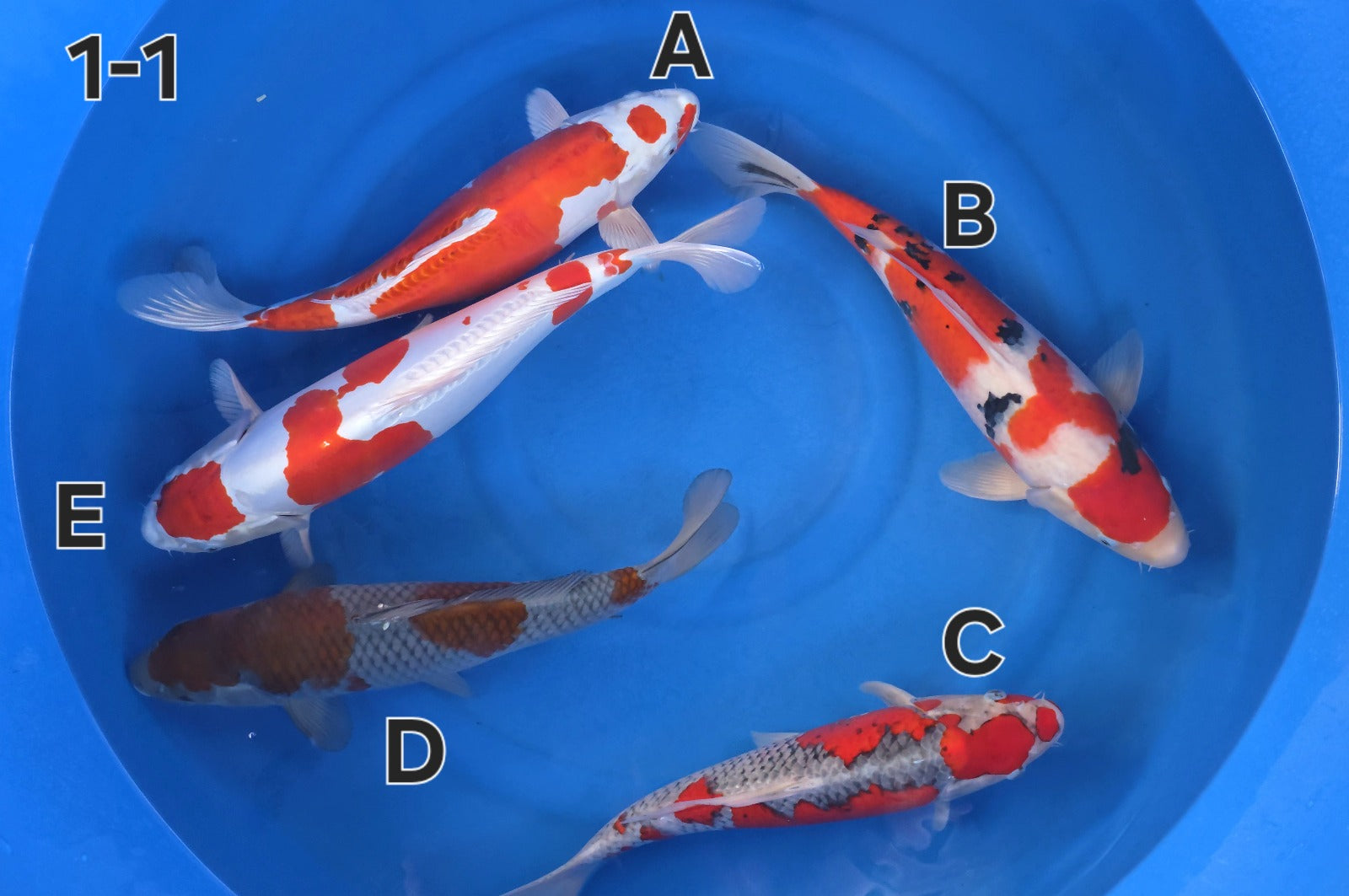 Mix - Ogata - Nisai - #01-1 D