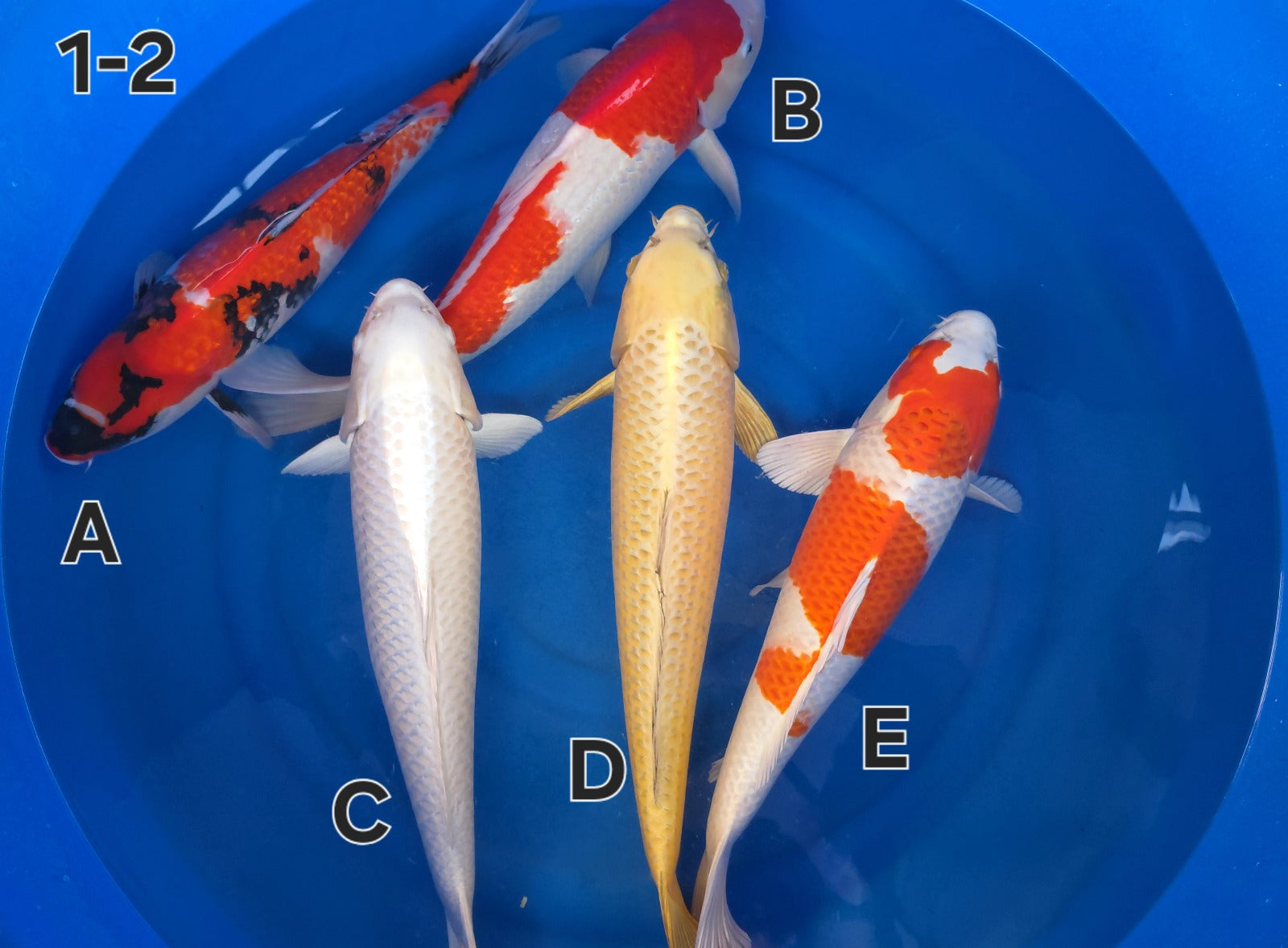 Gin Rin Kohaku - Ogata - Nisai - #01-2 B