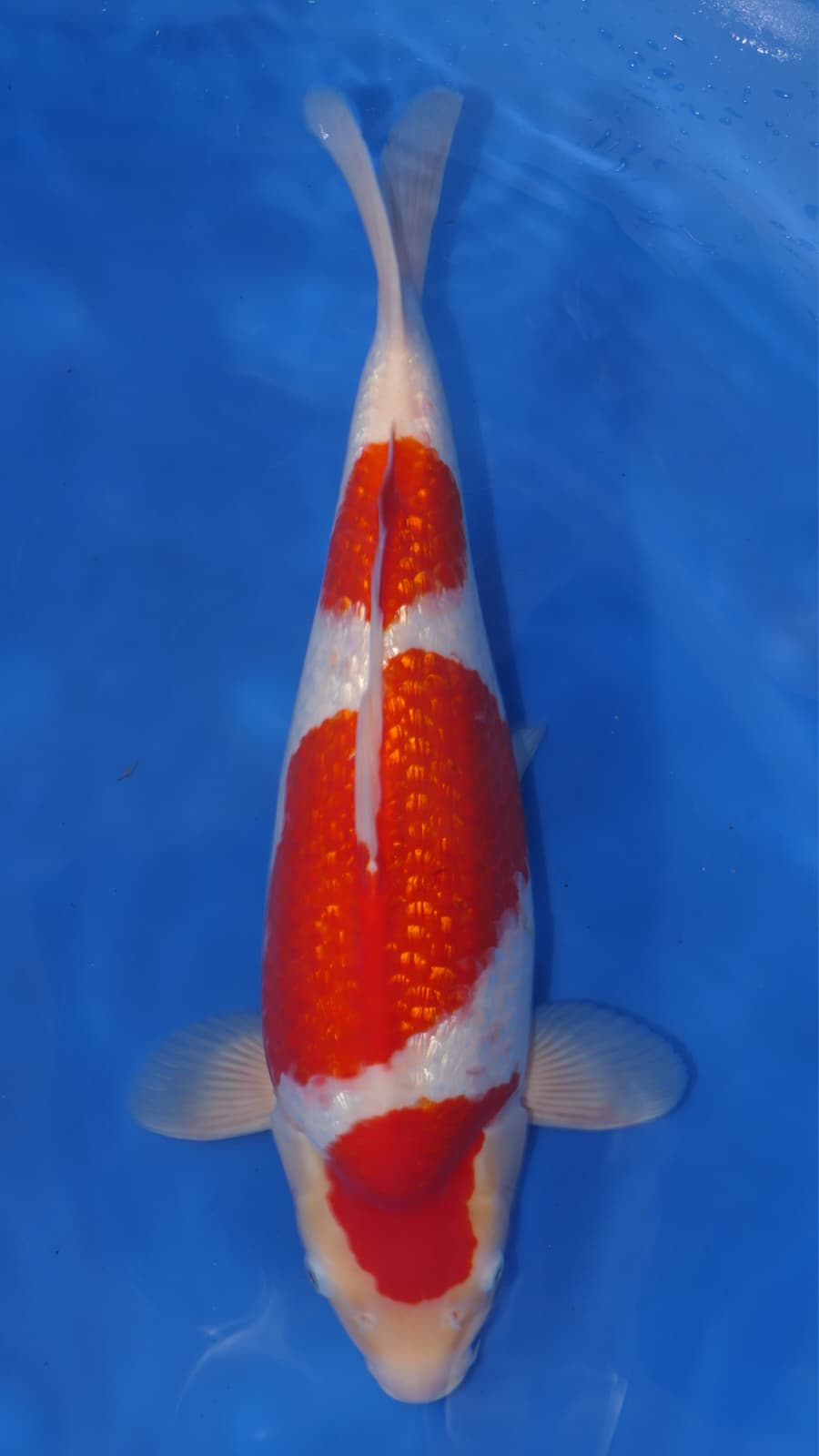 Gin Rin Kohaku - Okawa - Nisai - #02 (SOLD) (DAVID ONEILL) - Aqua Group