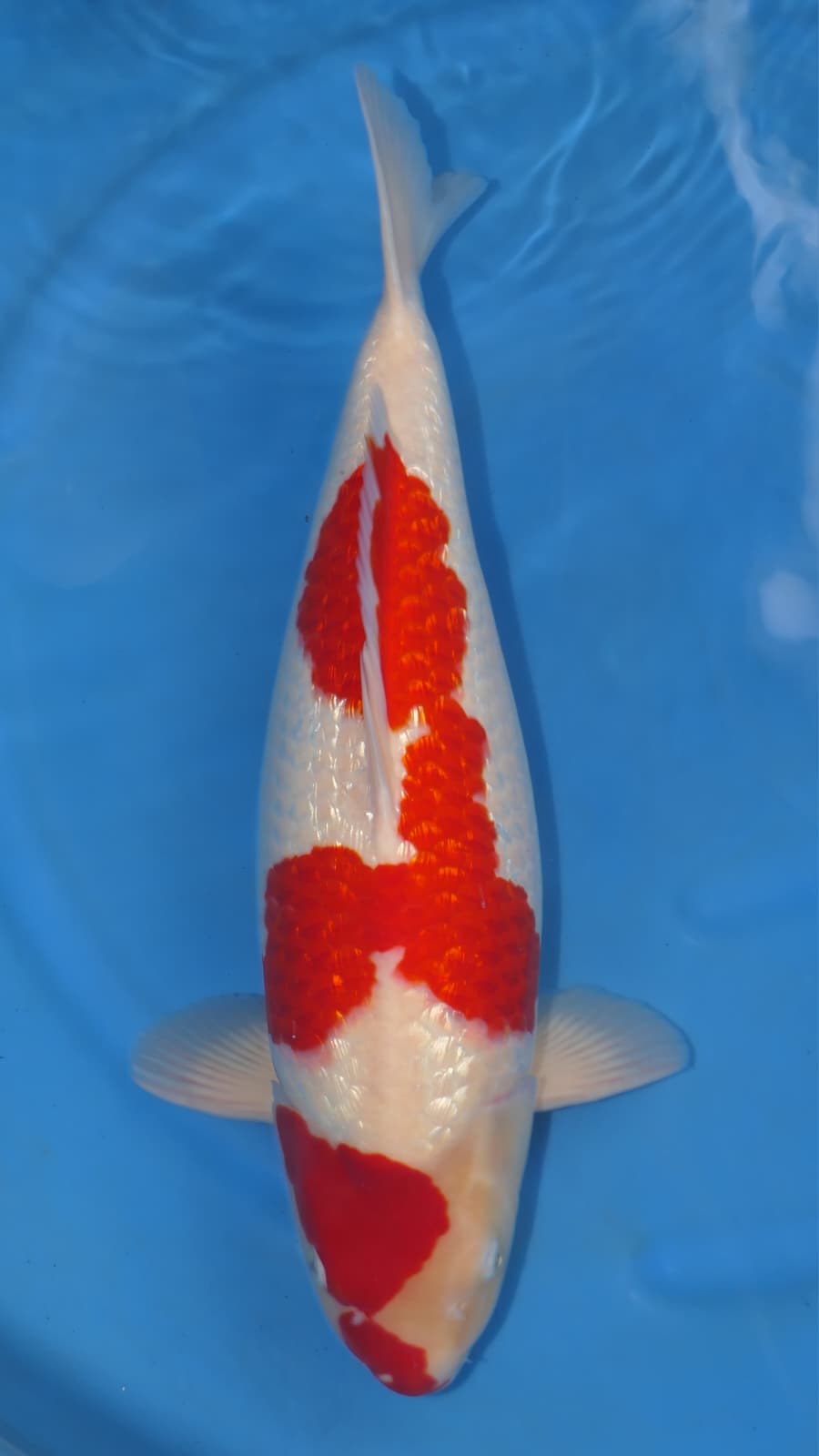 Gin Rin Kohaku - Okawa - Nisai - #03