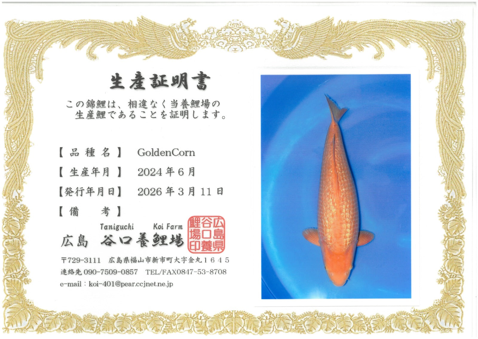 Golden Corn - Taniguchi - Nisai - #03