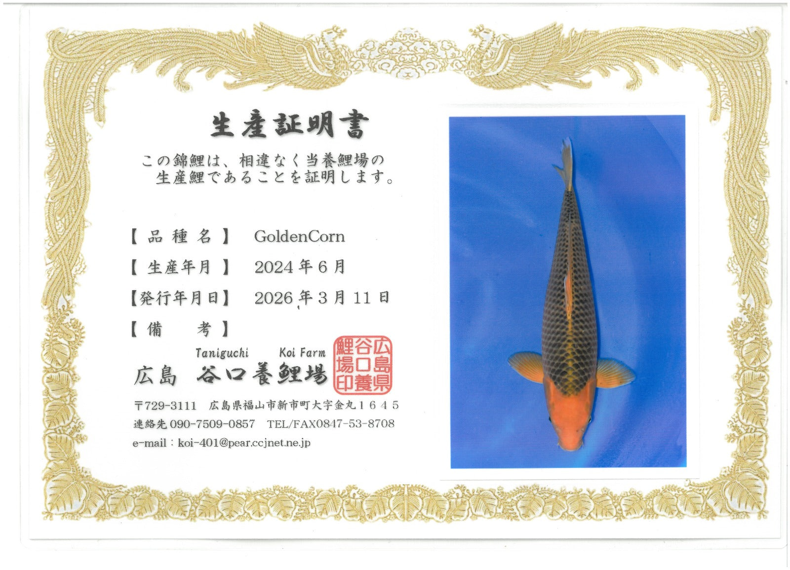 Golden Corn - Taniguchi - Nisai - #05