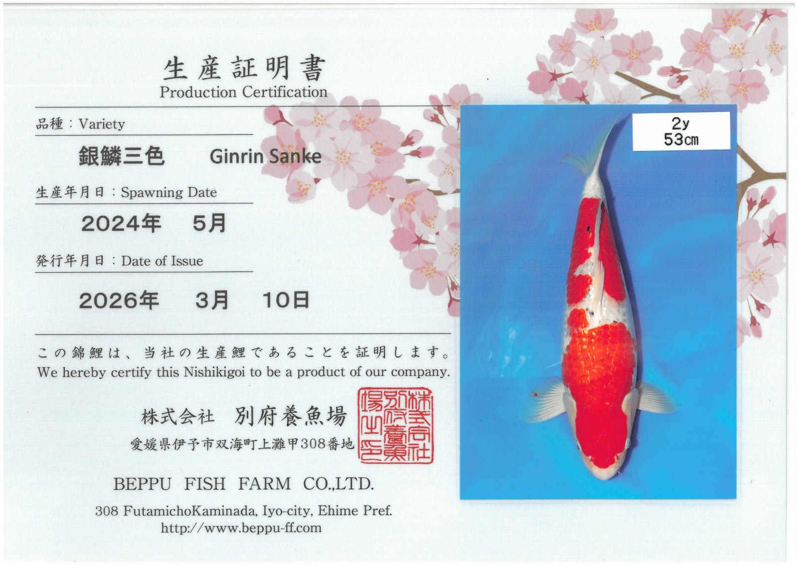 Gin Rin Sanke - Beppu - Nisai - #03