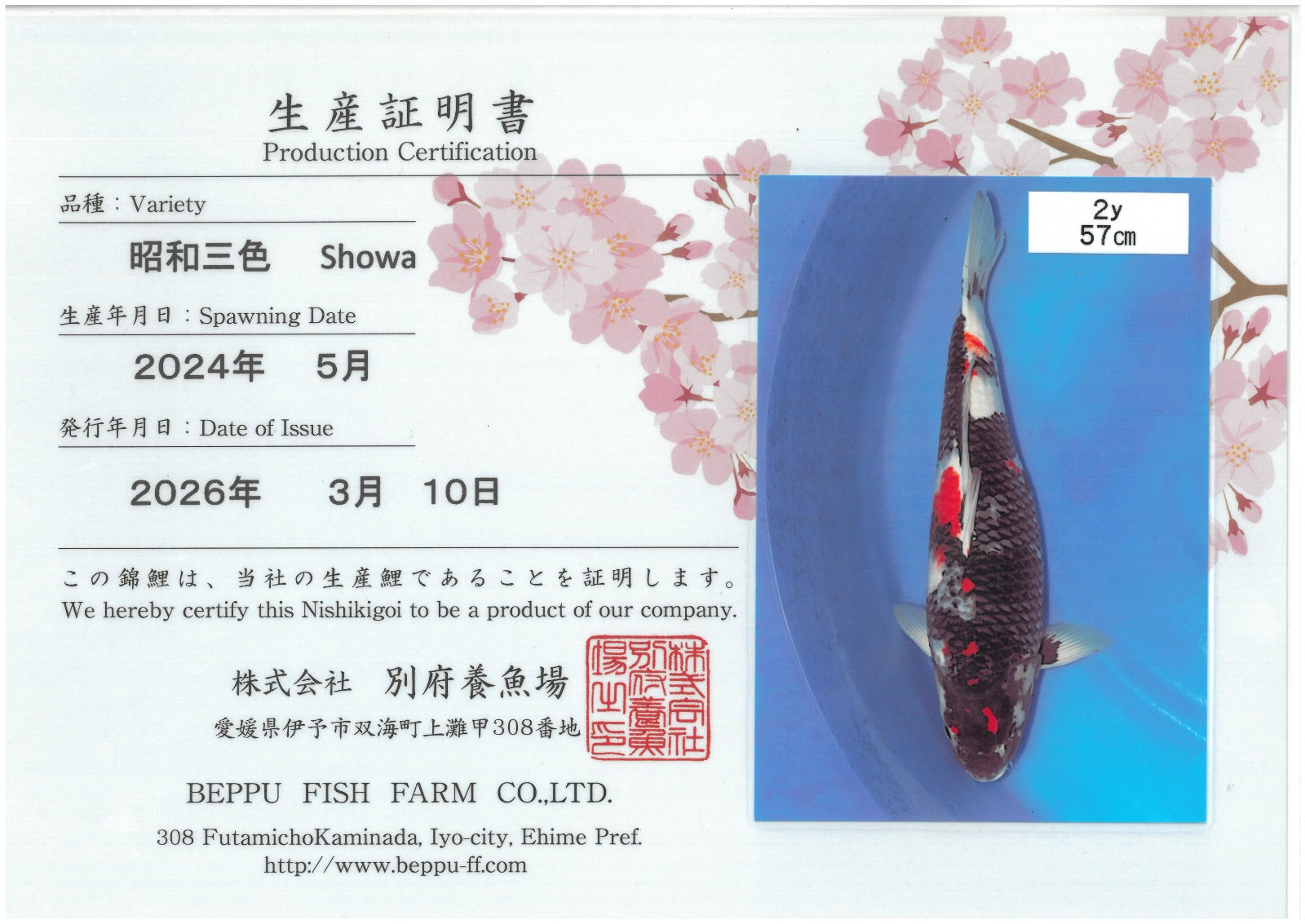 Showa - Beppu - Nisai - #04