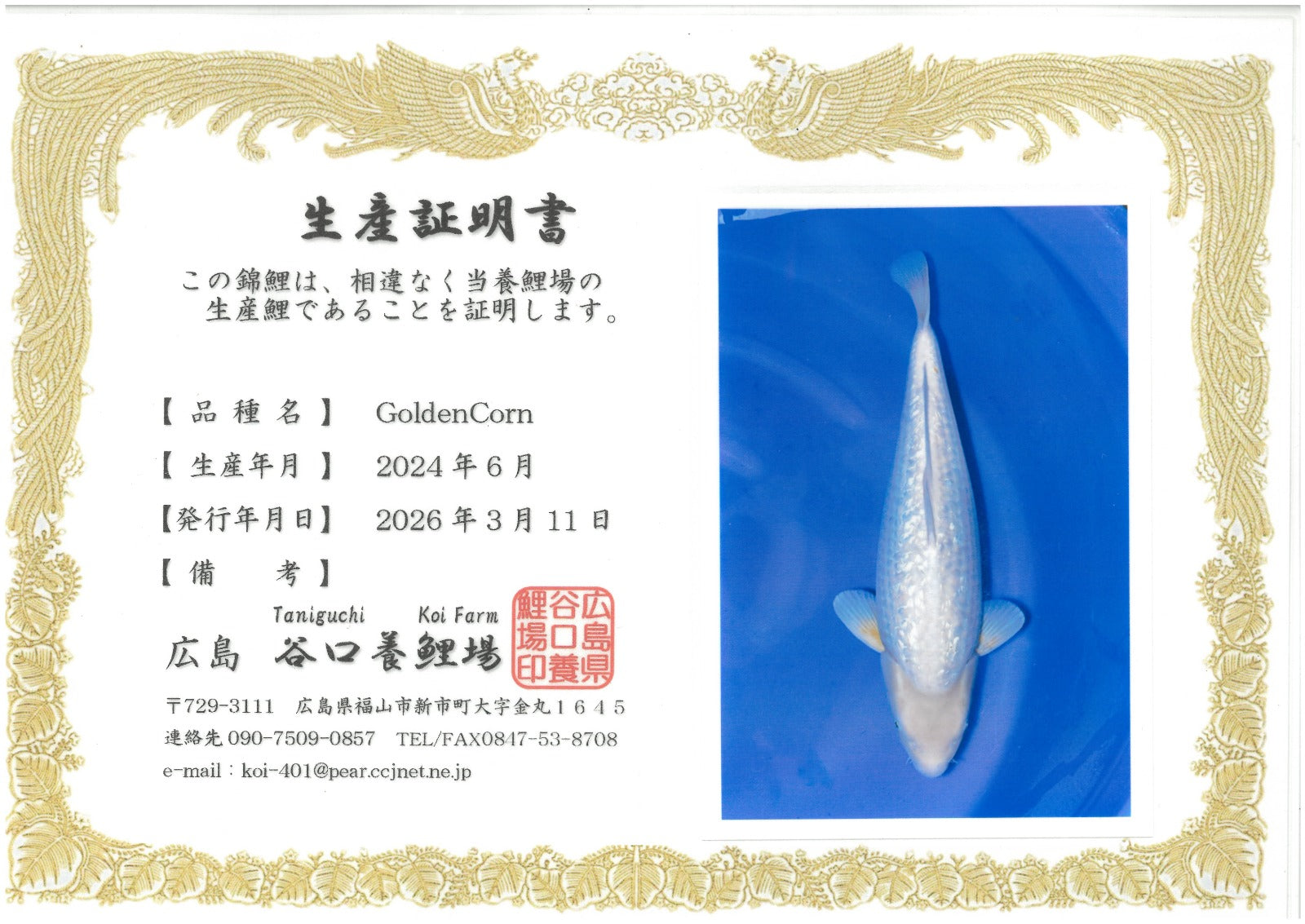Golden Corn - Taniguchi - Nisai - #01