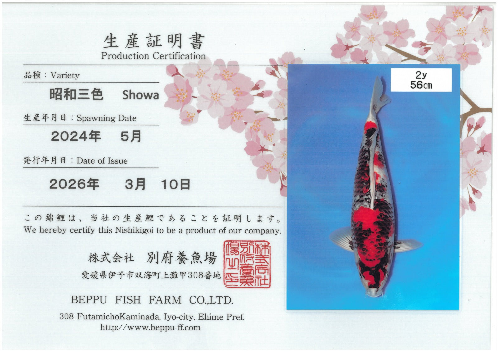Showa - Beppu - Nisai - #03