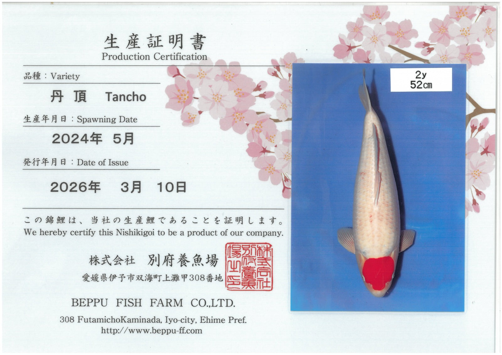 Tancho Kohaku - Beppu - Nisai - #01
