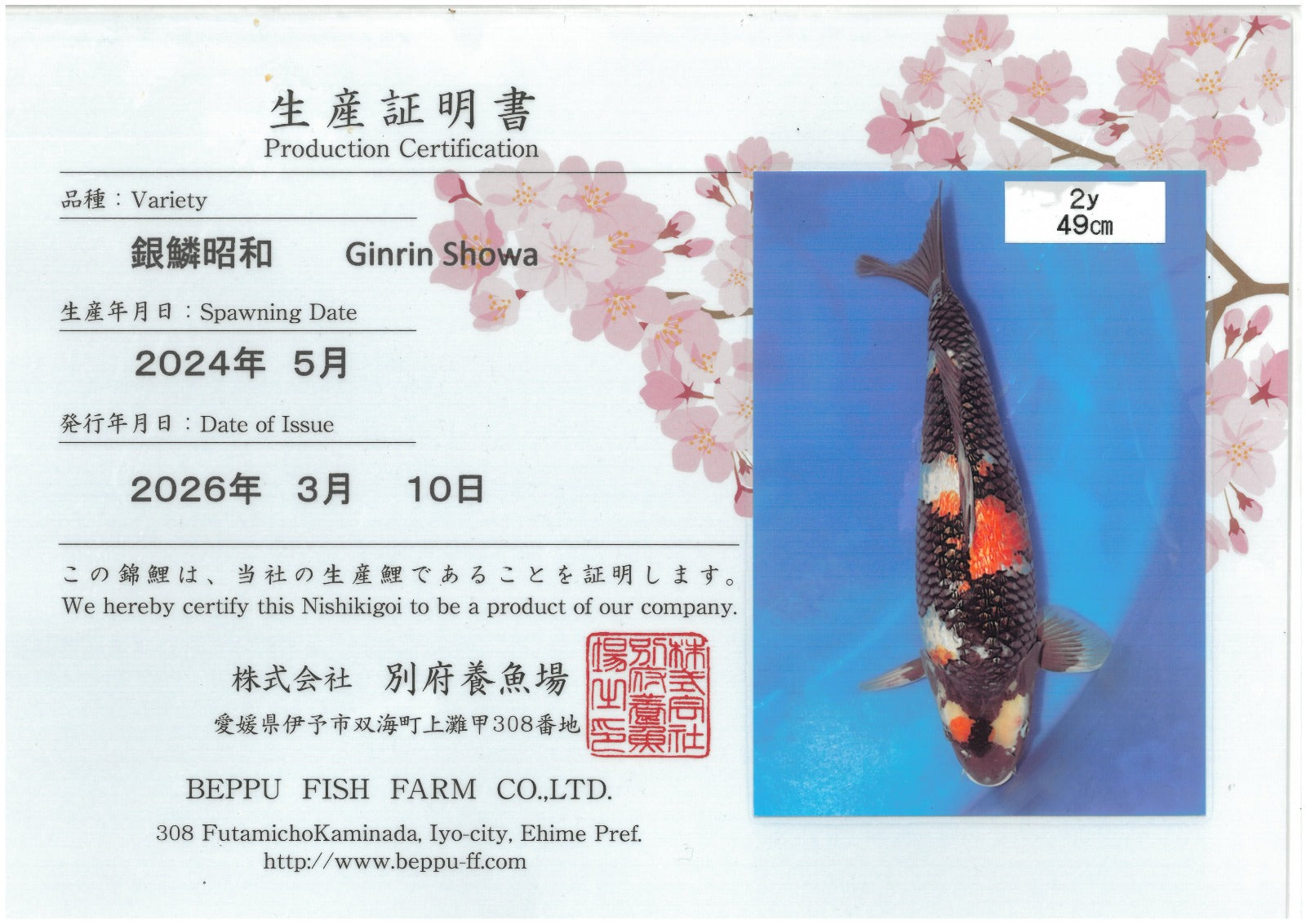 Gin Rin Showa - Beppu - Nisai - #01