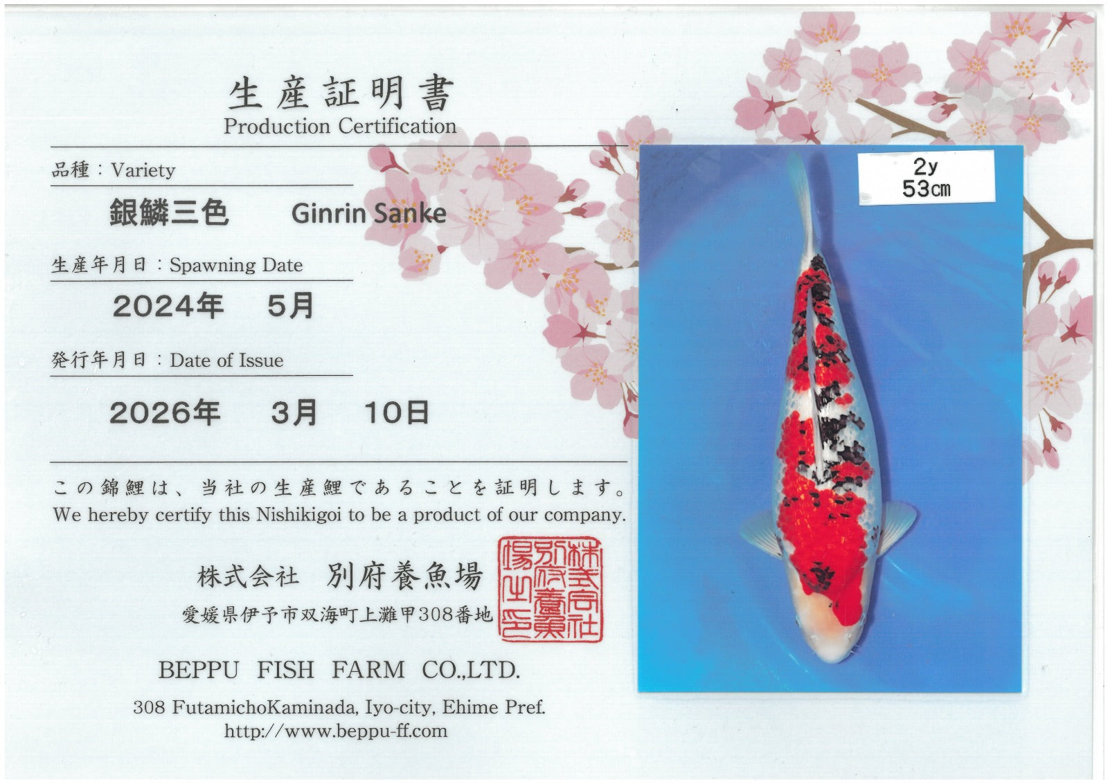 Gin Rin Sanke - Beppu - Nisai - #01
