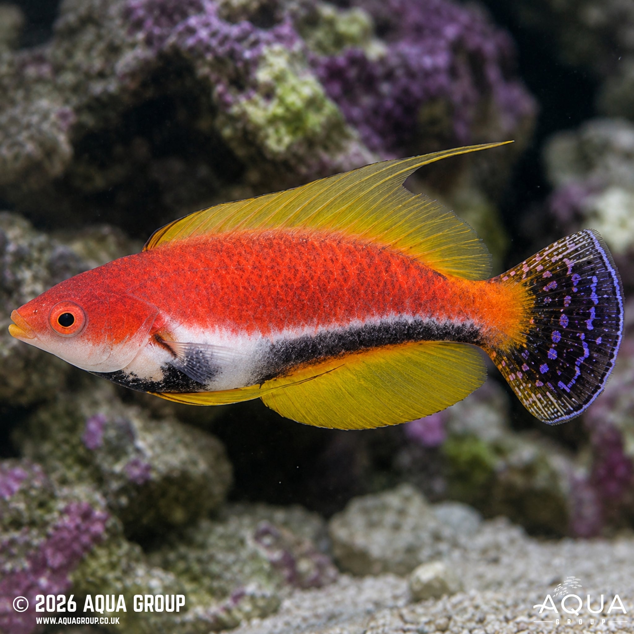 Whip-fin Fairy Wrasse - Cirrhilabrus filamentosus