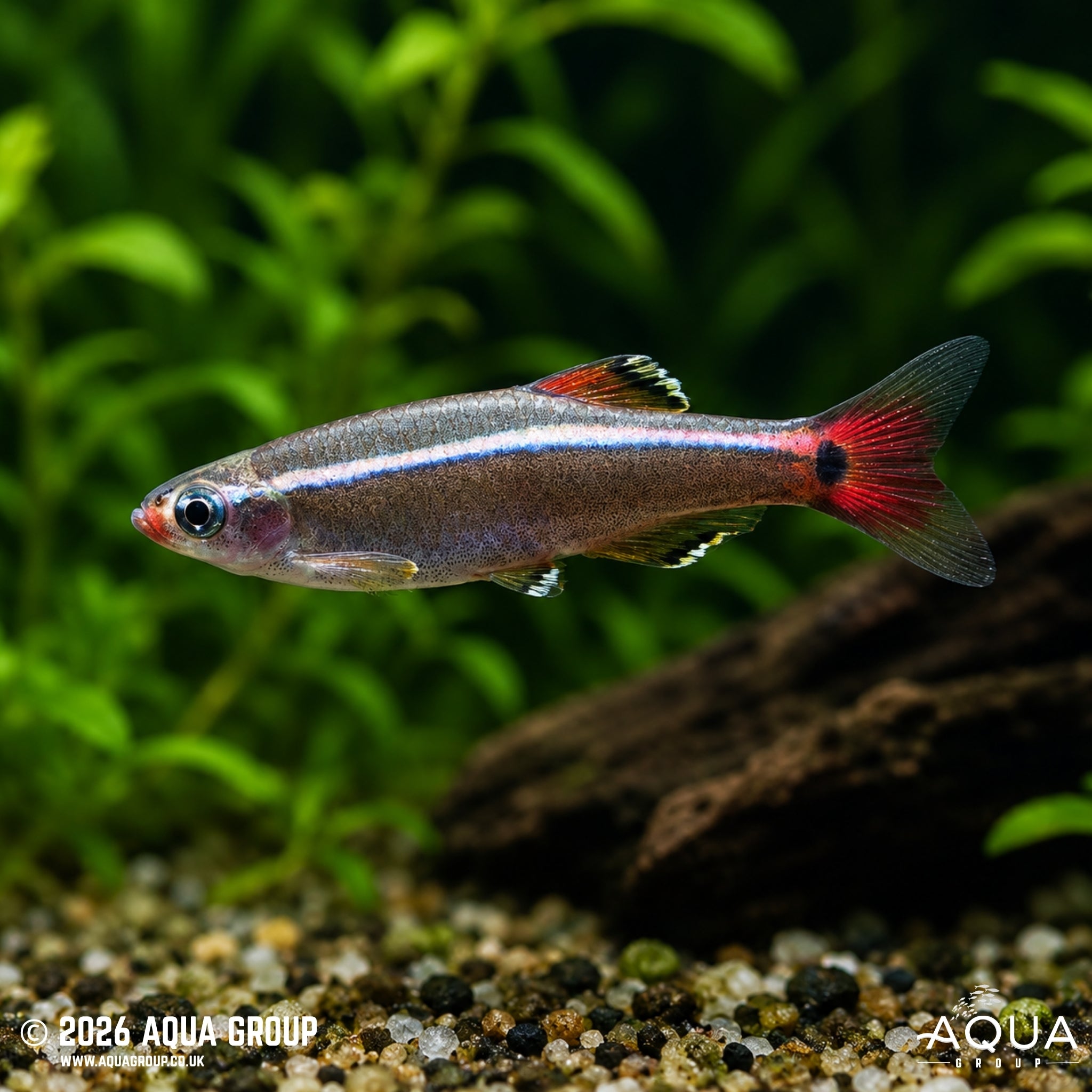 White Cloud Mountain Minnow - Tanichthys albonubes