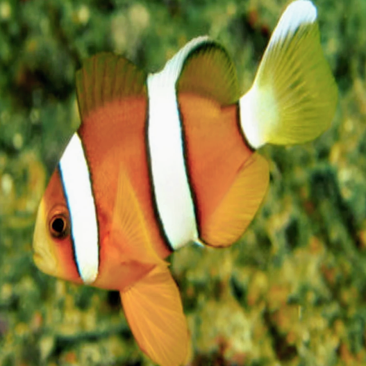 Wild Clarki Clown- Yellow Pair - Aqua Group