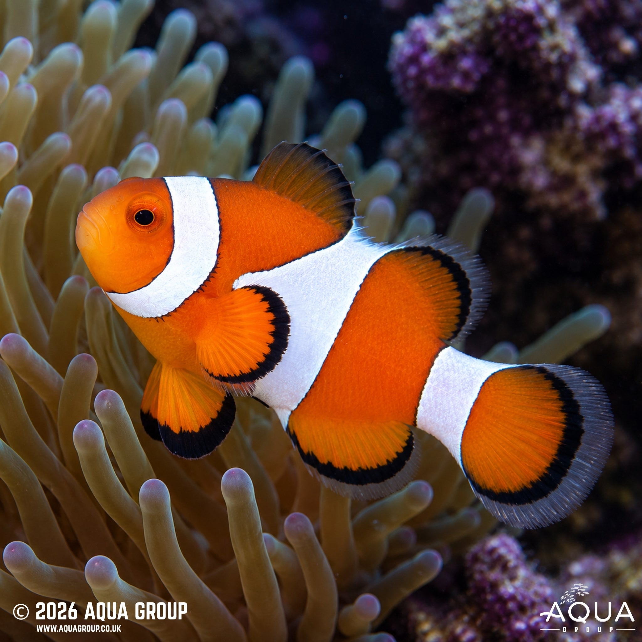 Wild Percula Clownfish - Amphiprion ocellaris - Aqua Group