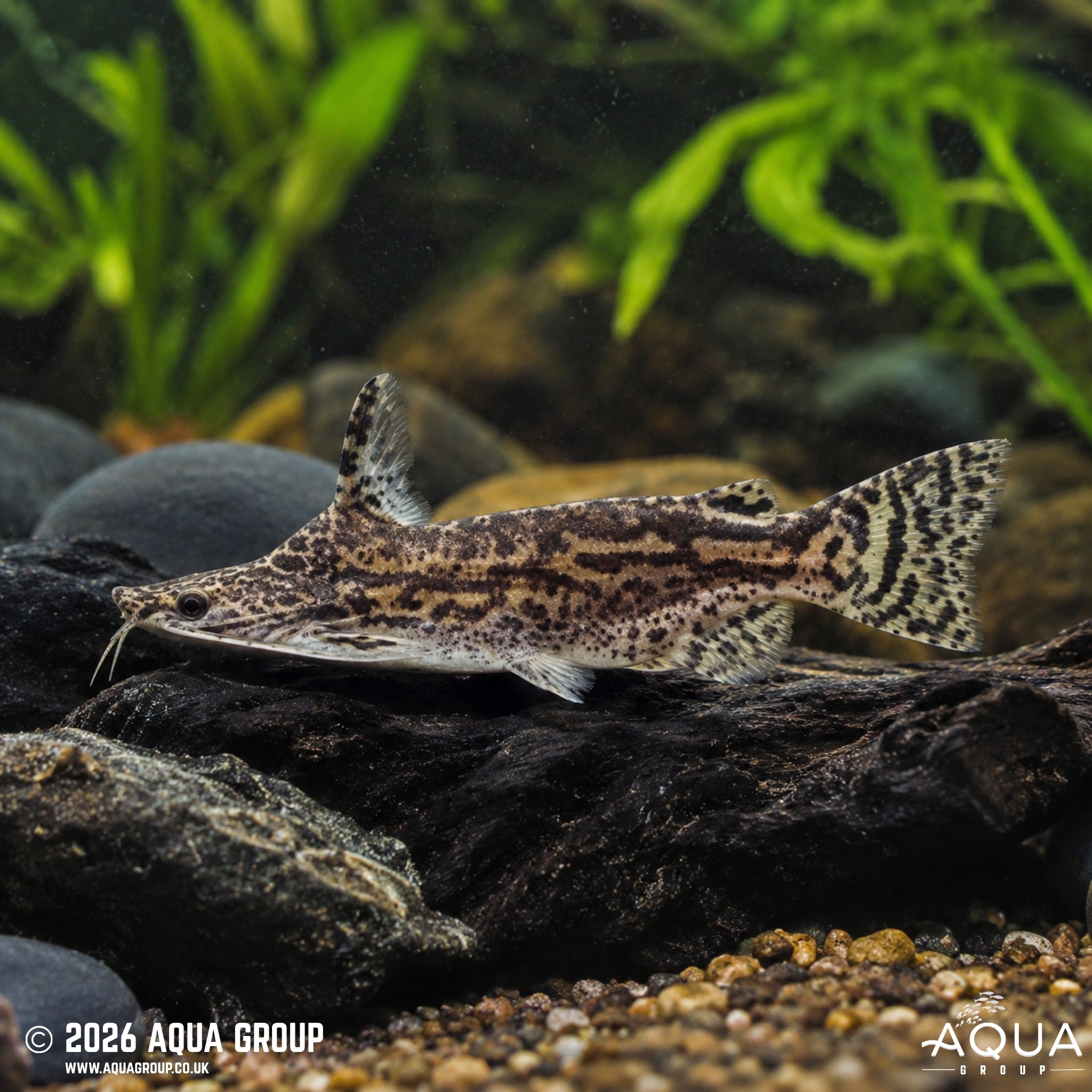 Wood Catfish – Trachelyopterus insignis