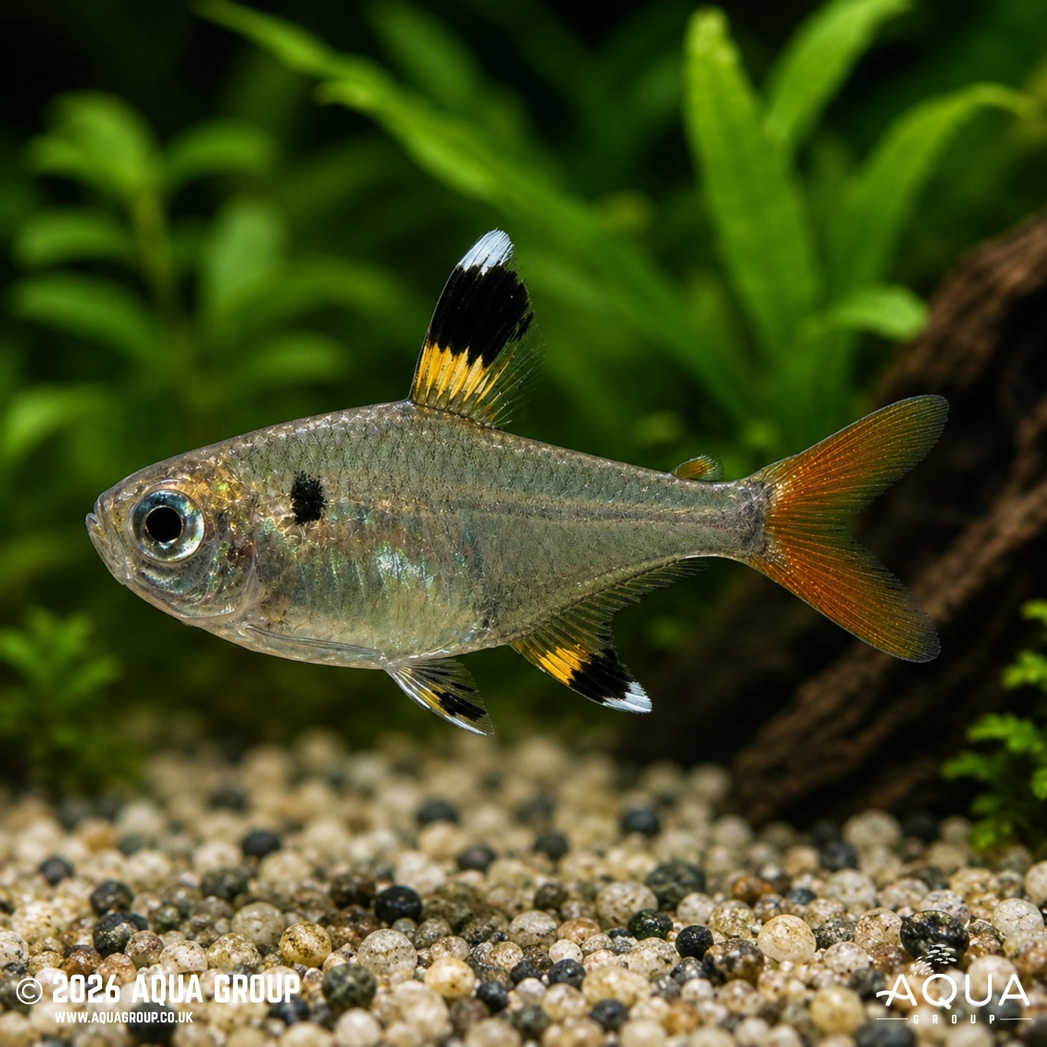 X-Ray Tetra - Pristella maxillaris - Aqua Group