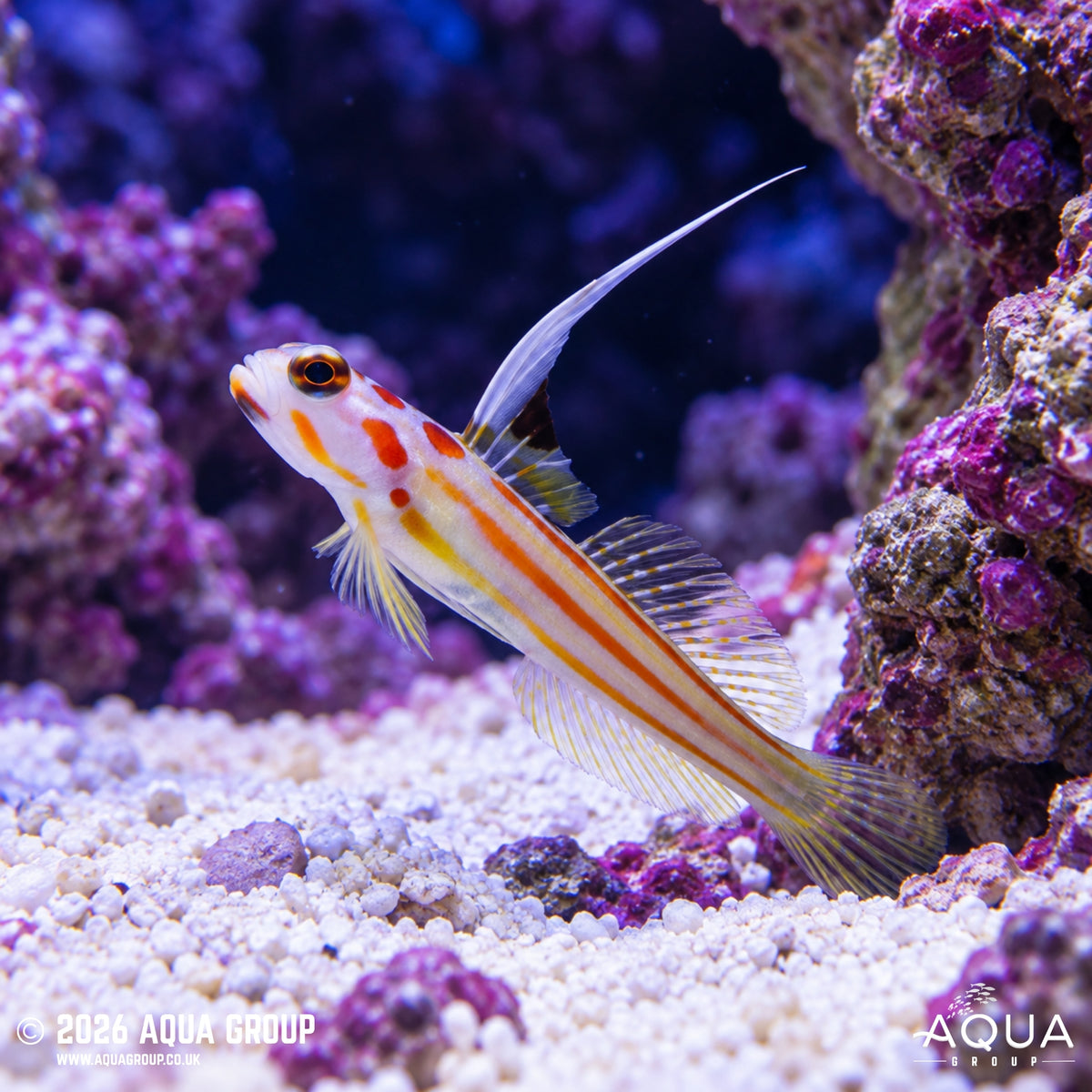 Yasha Goby - Stonogobiops yasha - Aqua Group