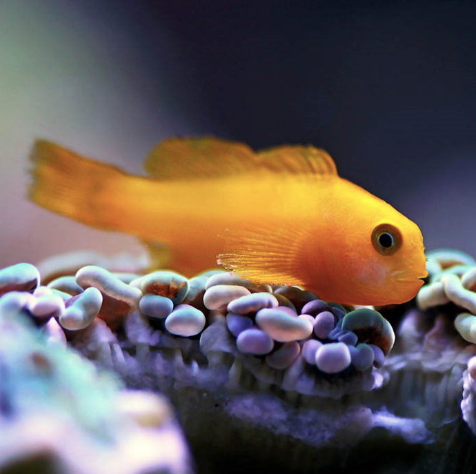 Yellow Goby