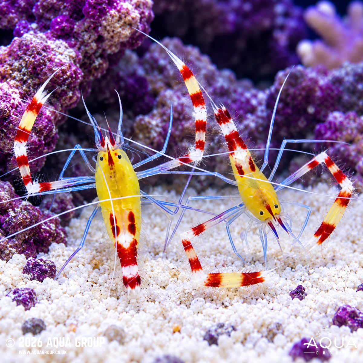 Yellow Banded Shrimp - Stenopus cyanoscelis