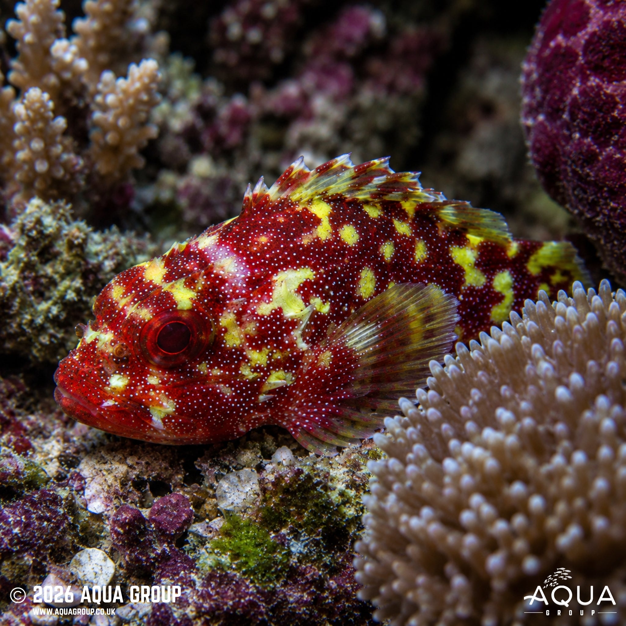 Yellow Spotted Scorpion Fish - Sebastapistes cyanostigma