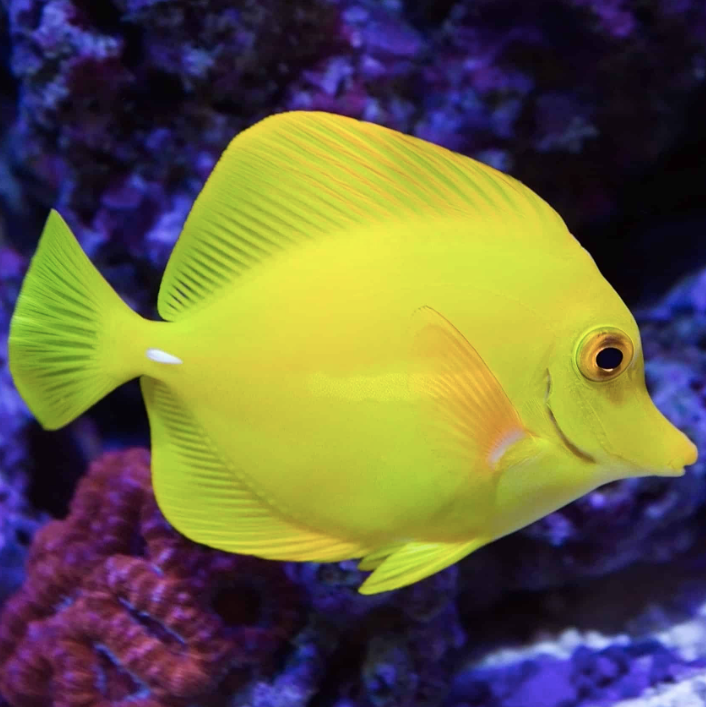 Yellow Tang (Tank Bred)