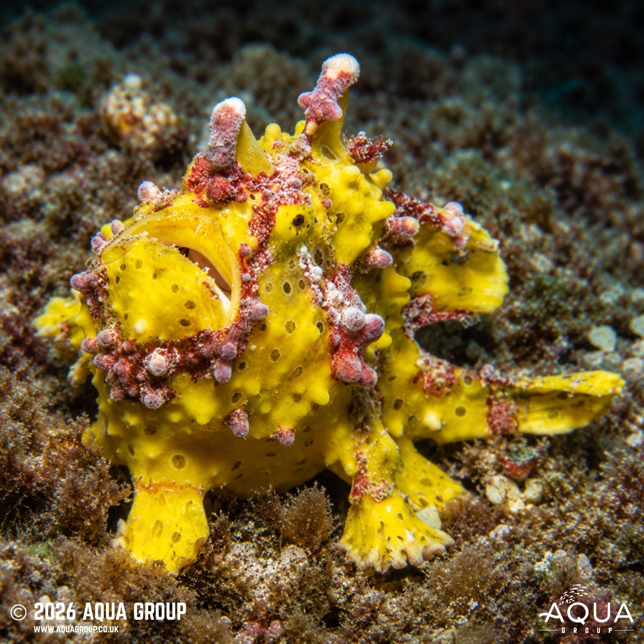 Yellow Wartskin Anglerfish - Antennarius maculatus