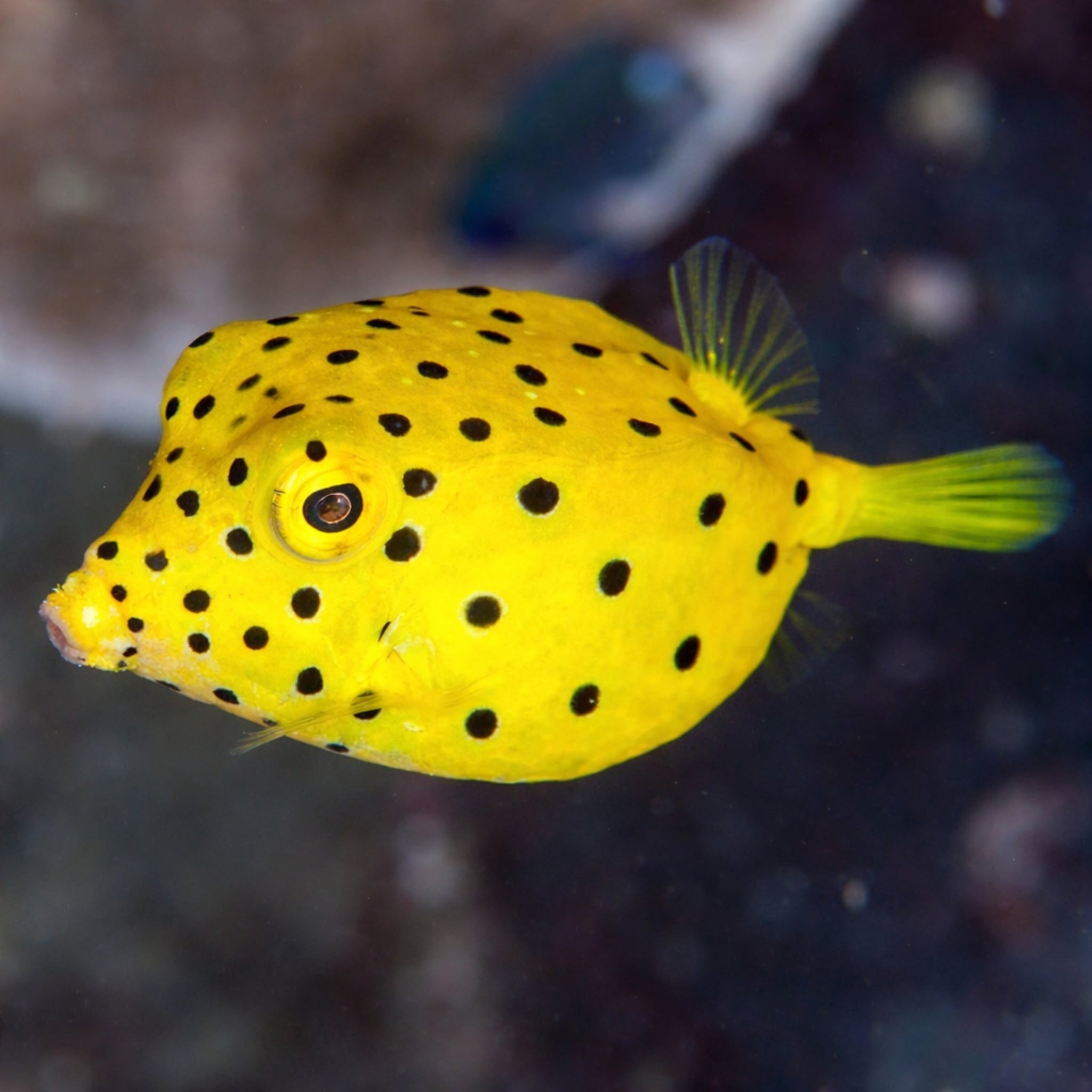 box fish aquarium Yellow Boxfish