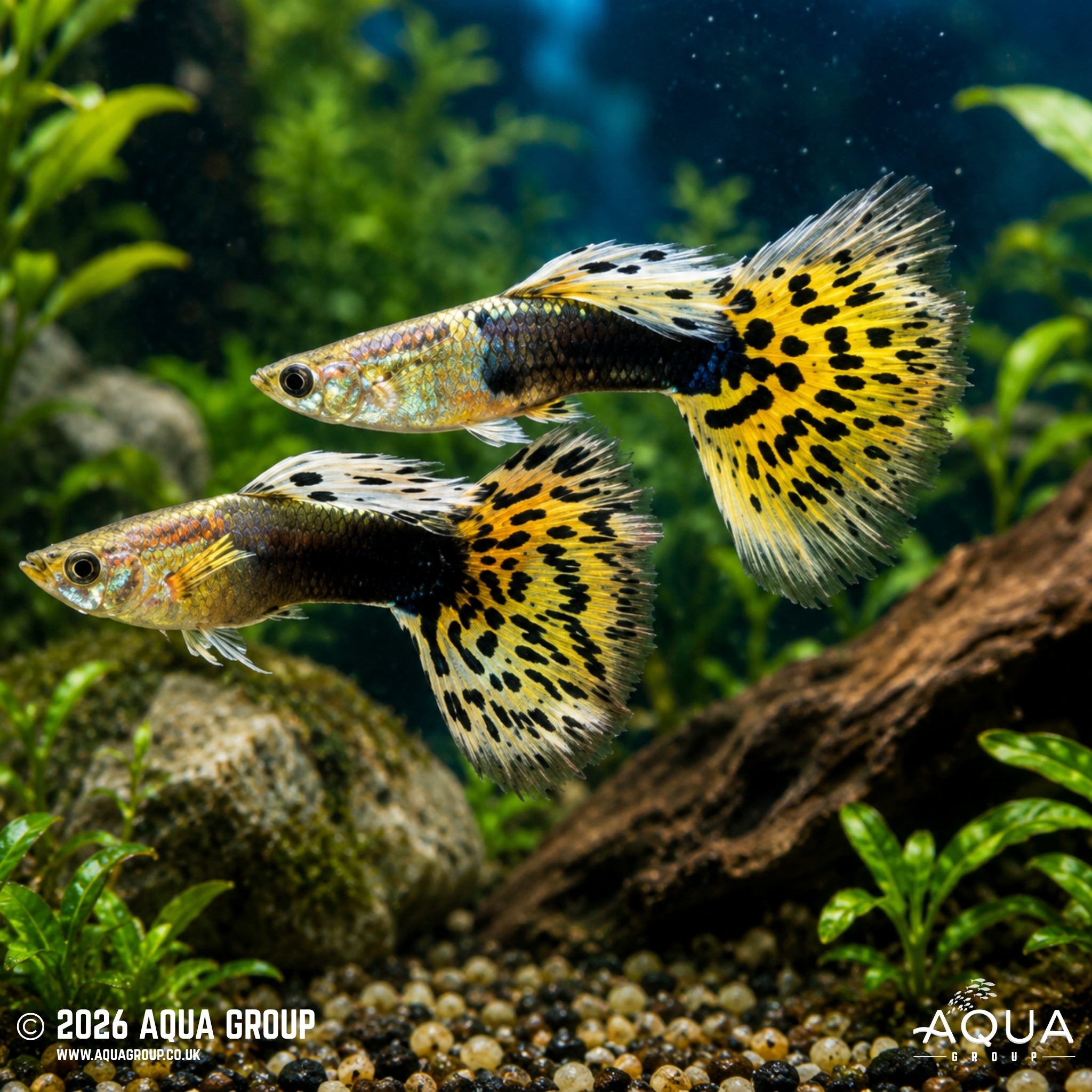 Yellow Dragon Tuxedo Guppy - Poecilia reticulata