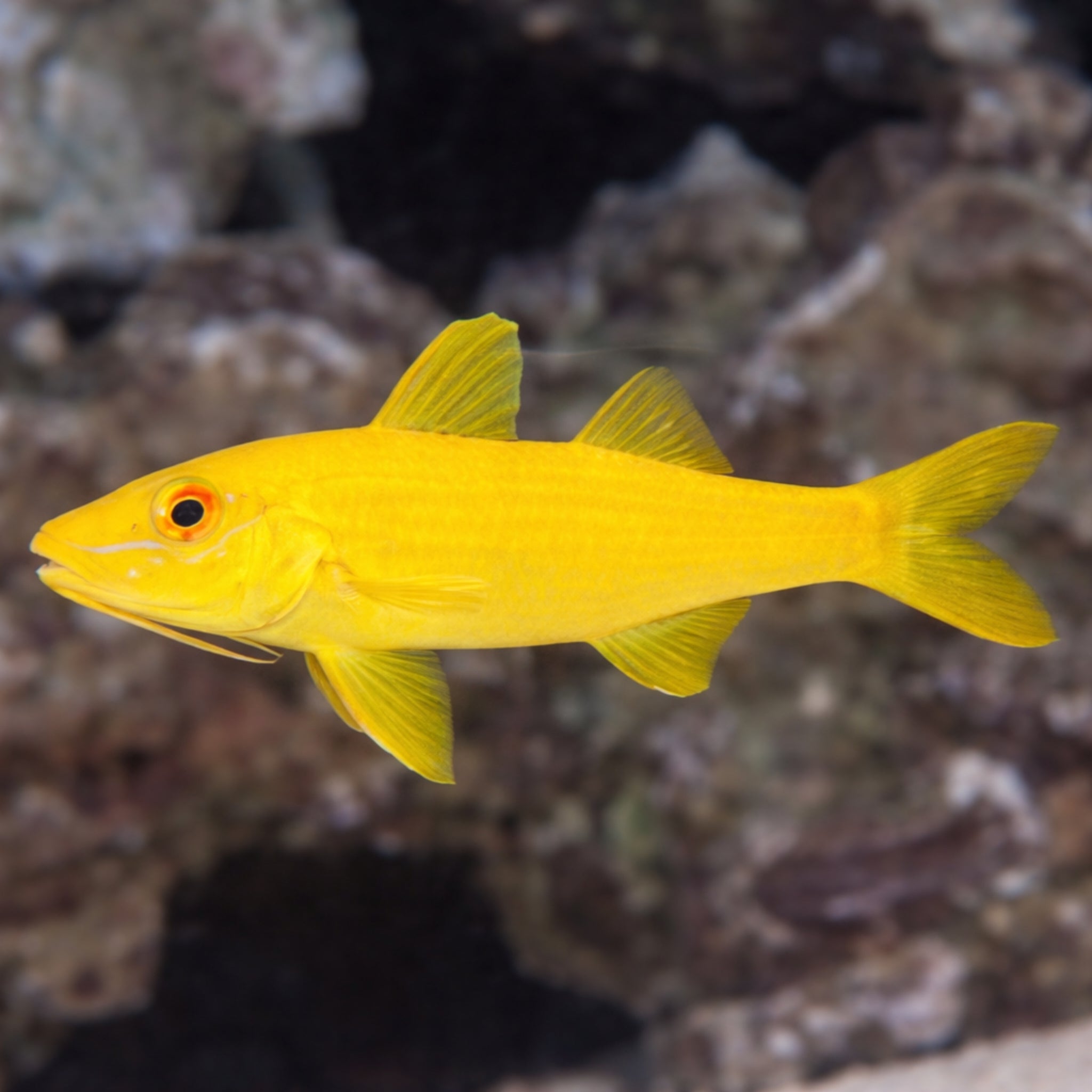 Yellow Goatfish - Parupeneus cyclostomus - Aqua Group
