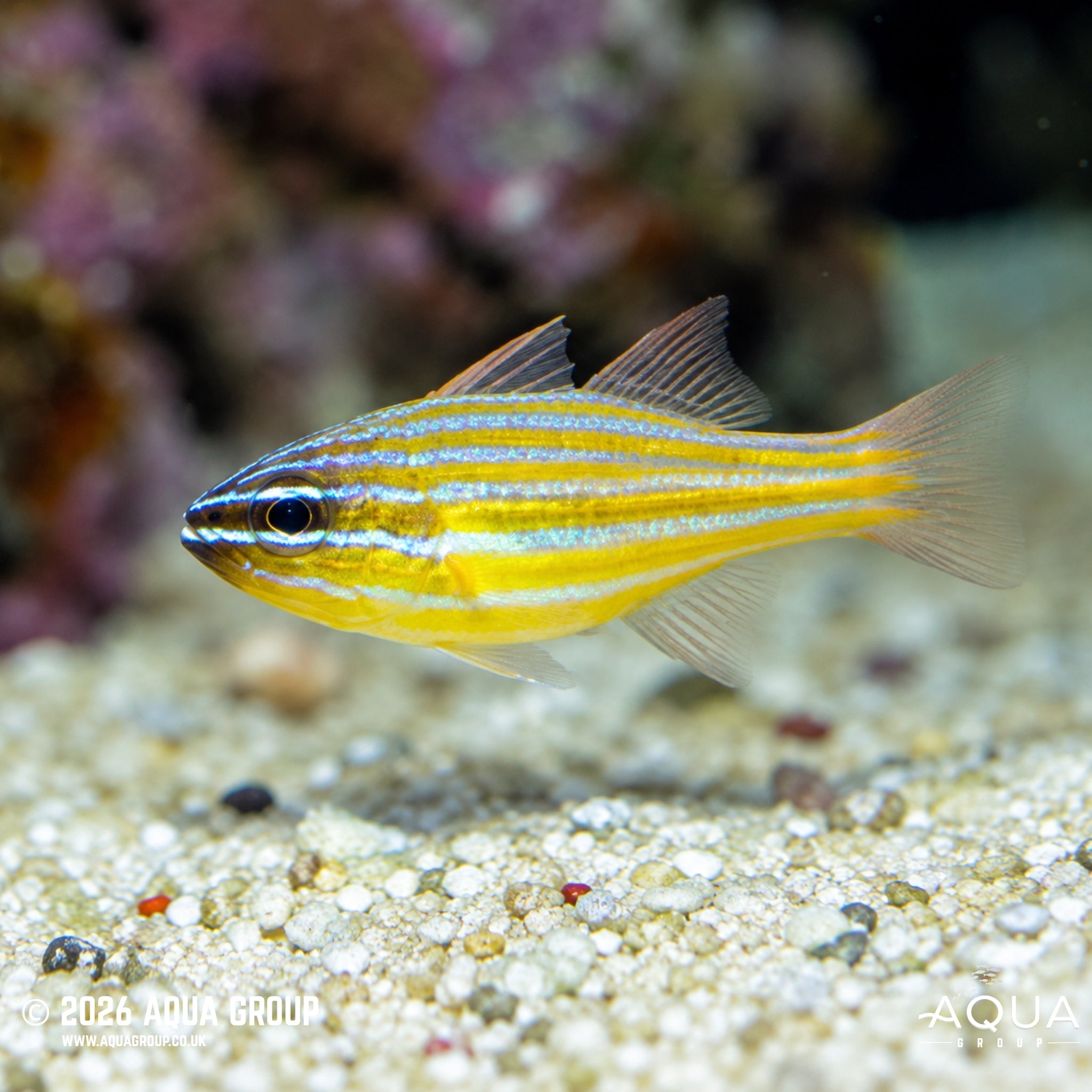 Yellow Lined Cardinalfish - Ostorhinchus cyanosoma - Aqua Group