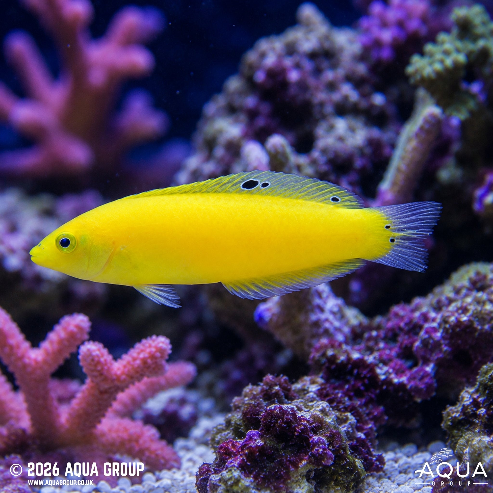 Yellow Wrasse - Halichoeres chrysus - Aqua Group