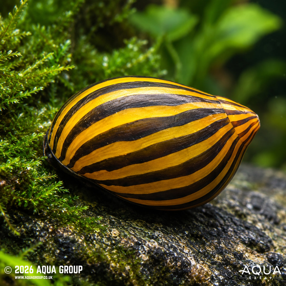 Zebra Snail - Neritina turrita