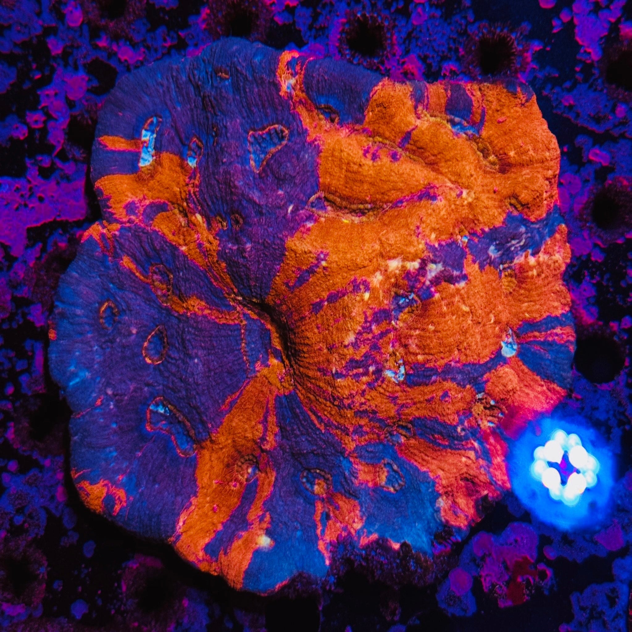 AAA Grade War Paint Astralamoussa