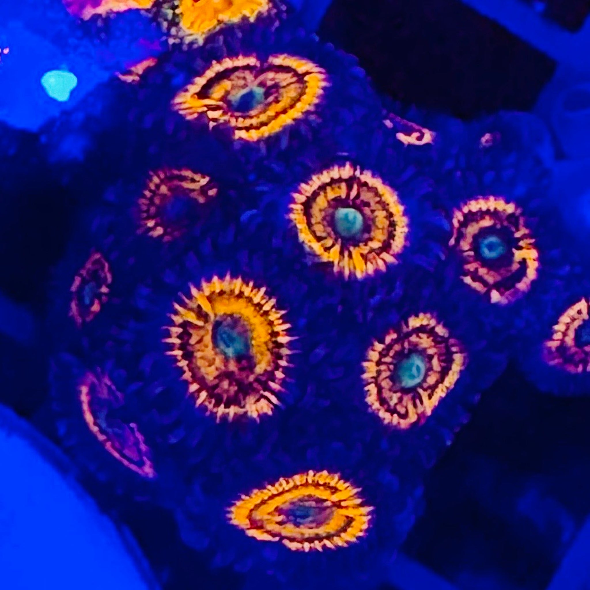 Everlasting Gobstopper Zoas