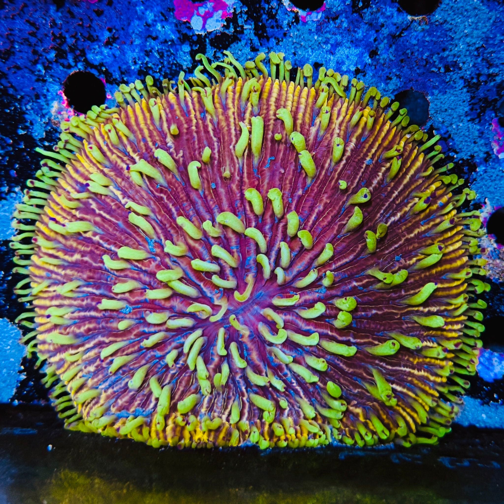 Chameleon Eye Fungia - Aqua Group