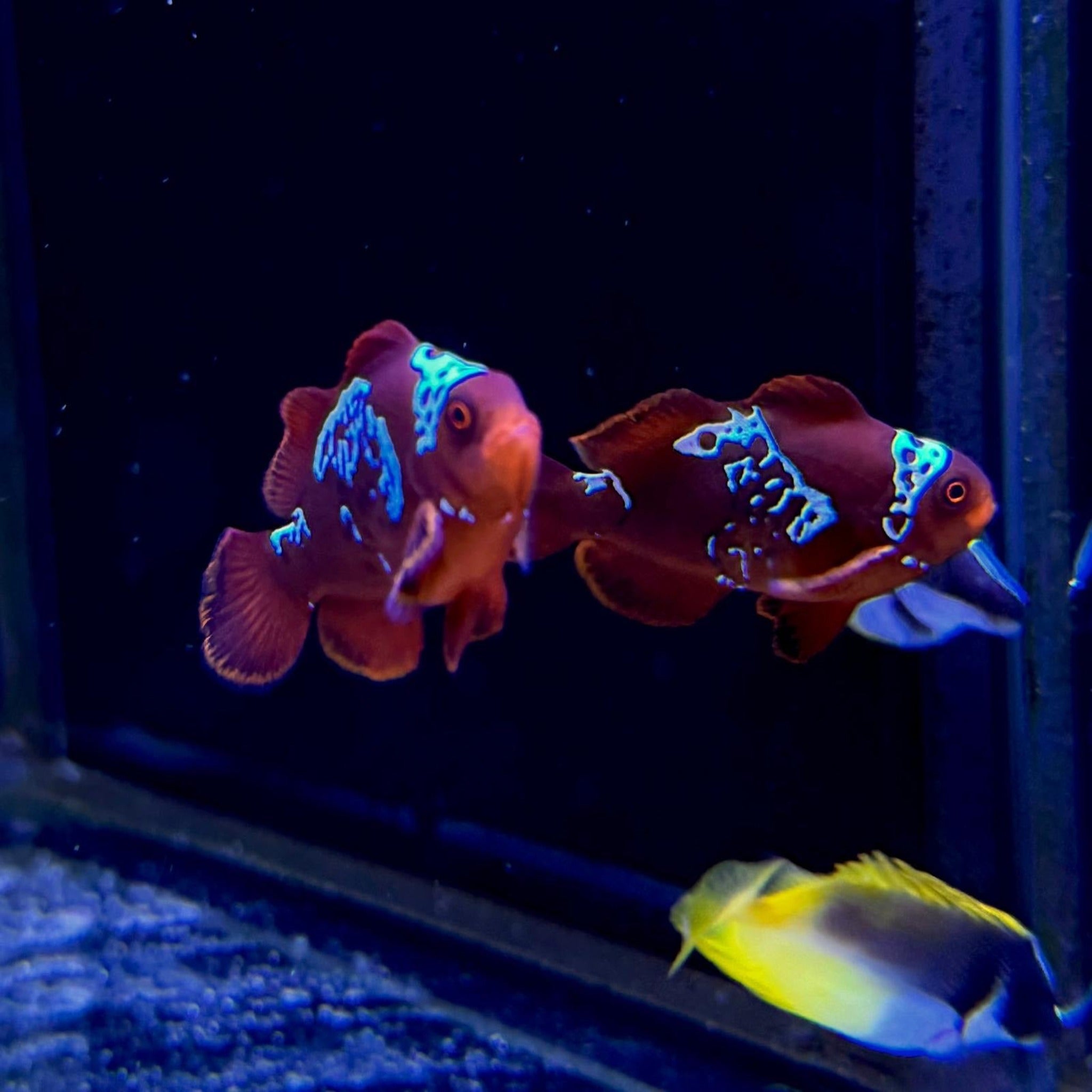 Lightning Maroon Clown-Pair - Aqua Group