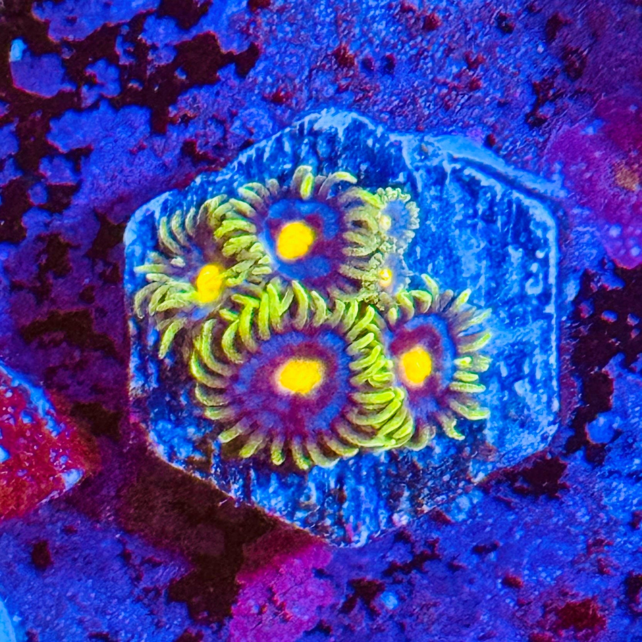 Blow Pop Zoas